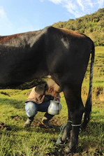 Farmer milking a cow in a grassy field.