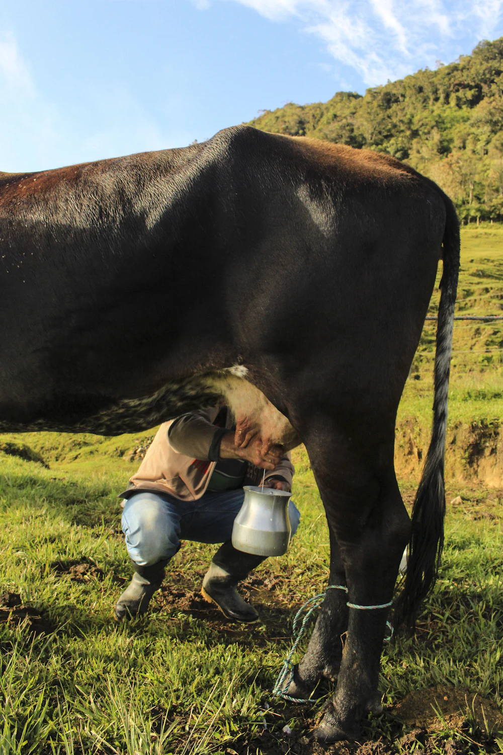A farmer milking a cow in a grassy field