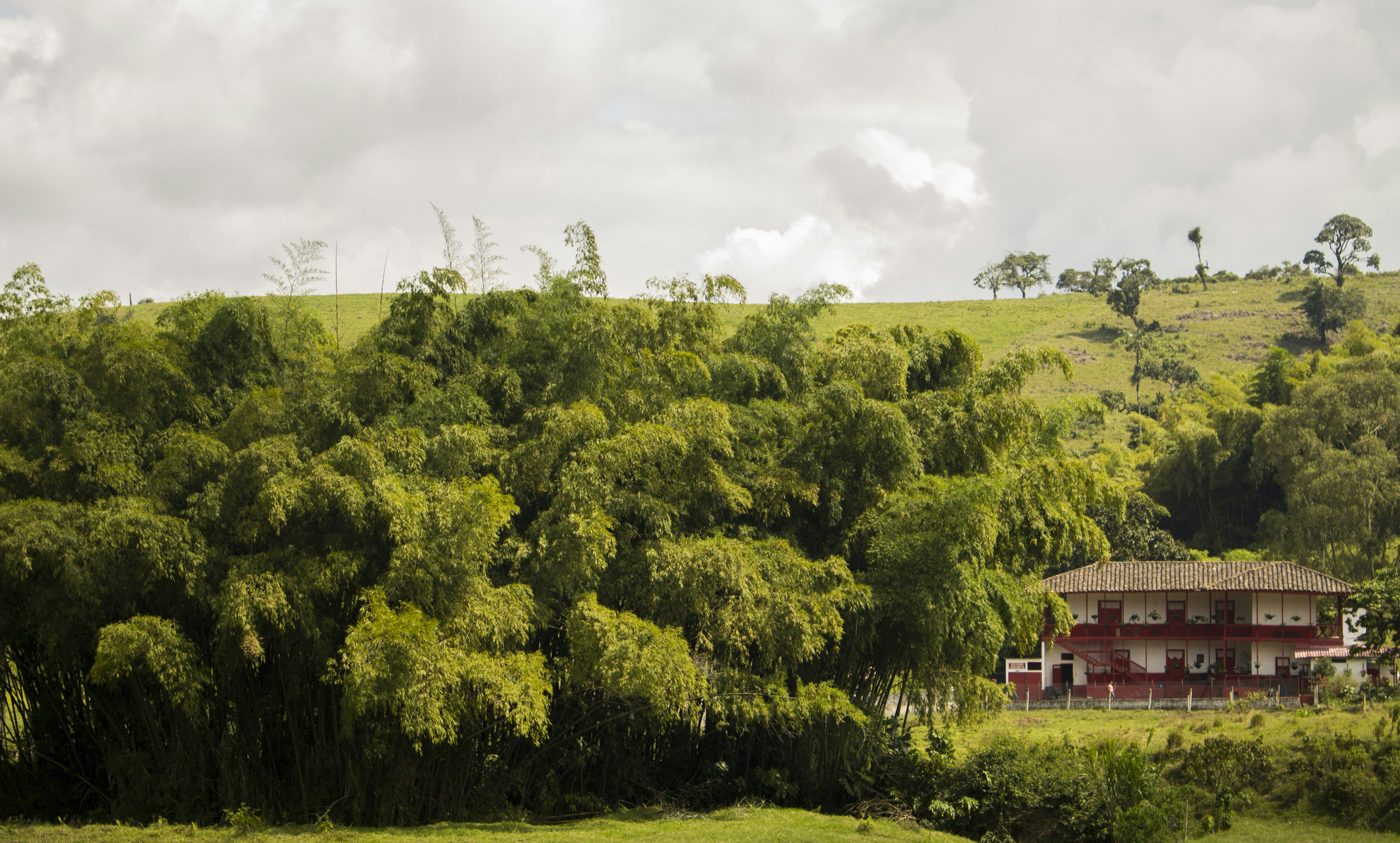 Red building nestled among lush green bamboo and rolling hills
