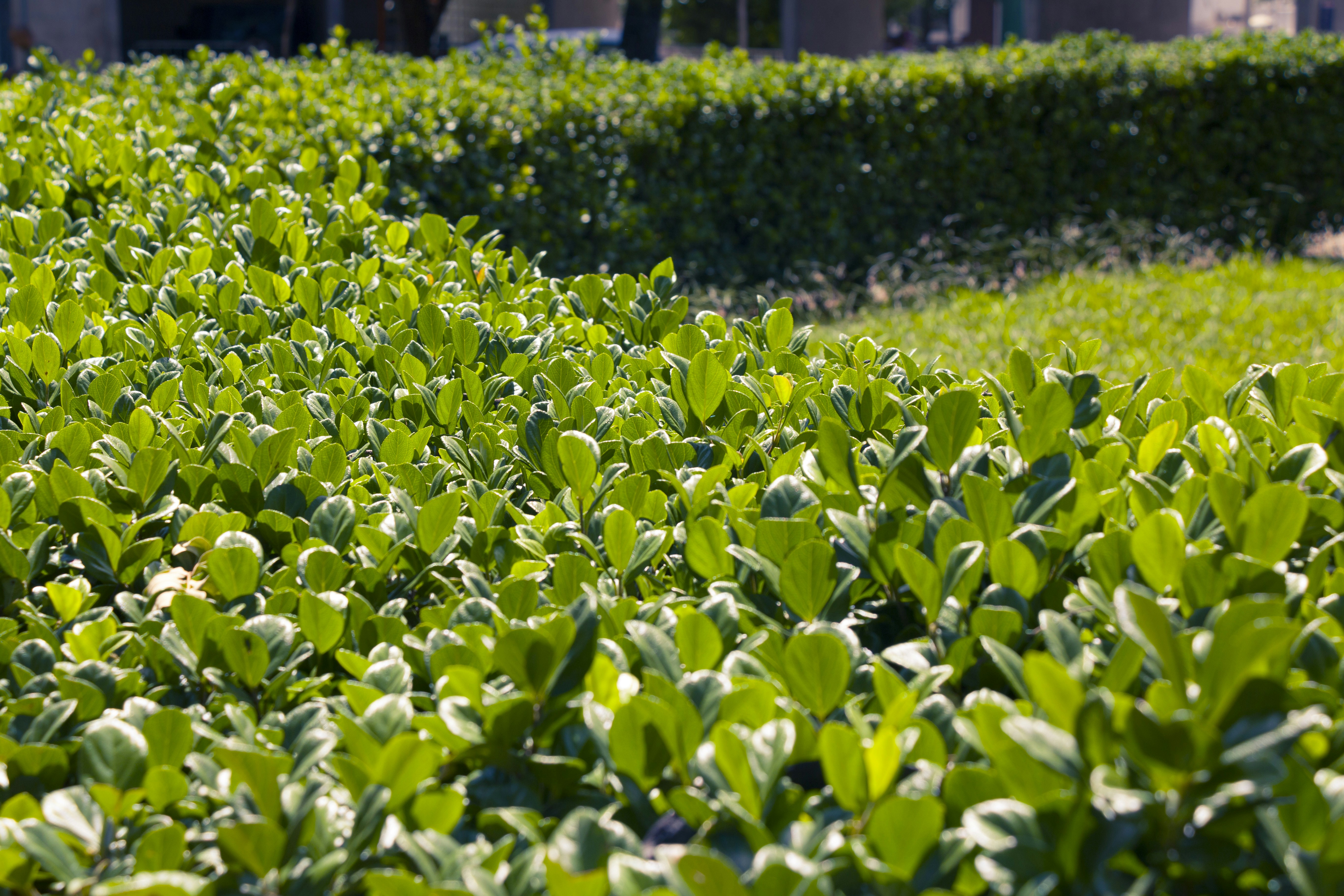 Photo by eversonvansoski