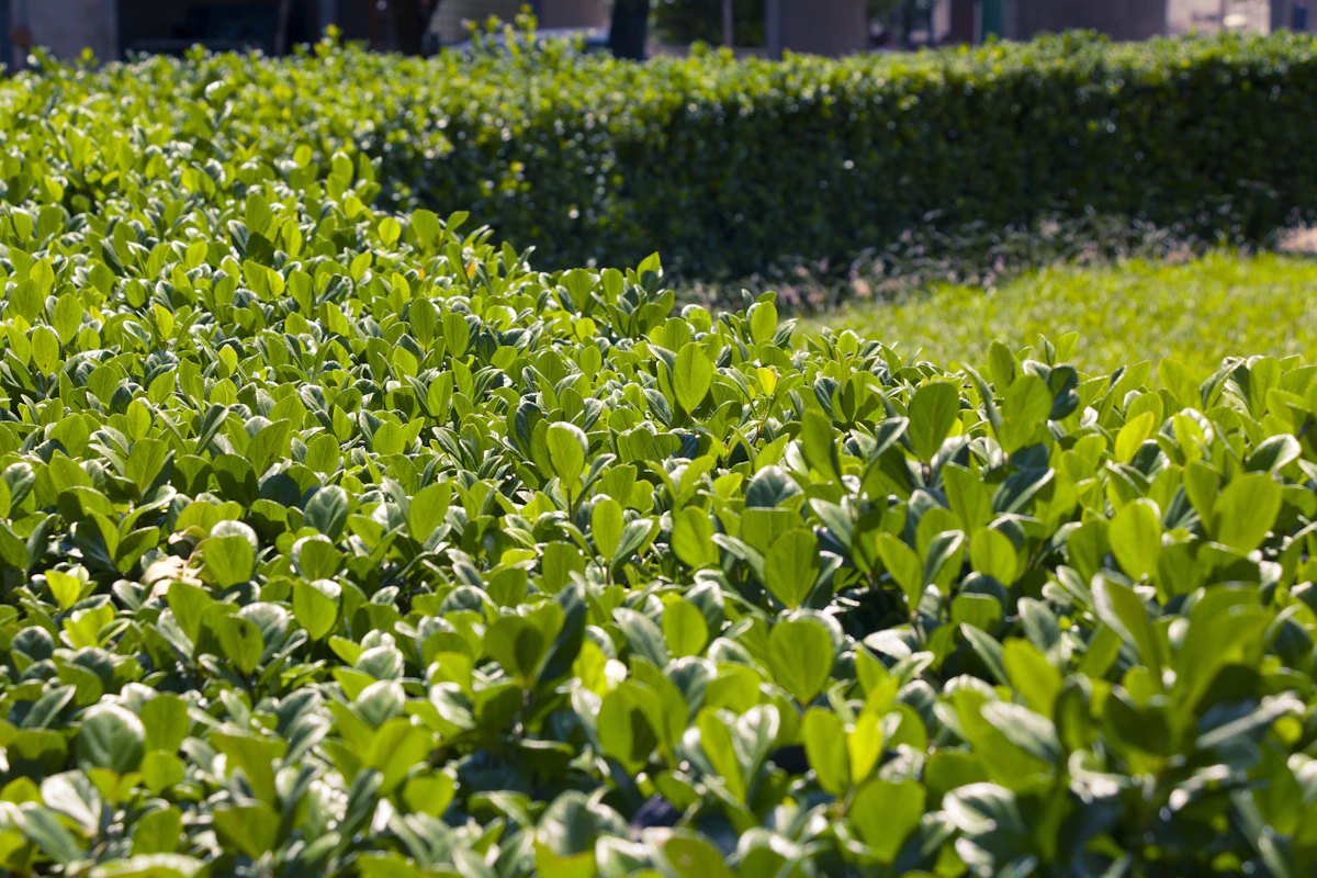 Lush green hedges and shrubs for Florida-friendly landscaping ideas
