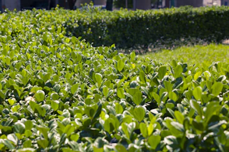 Lush green bushes and manicured hedges in sunlight