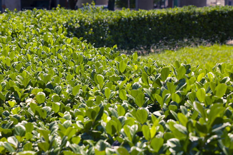 Lush green bushes and manicured hedges in sunlight