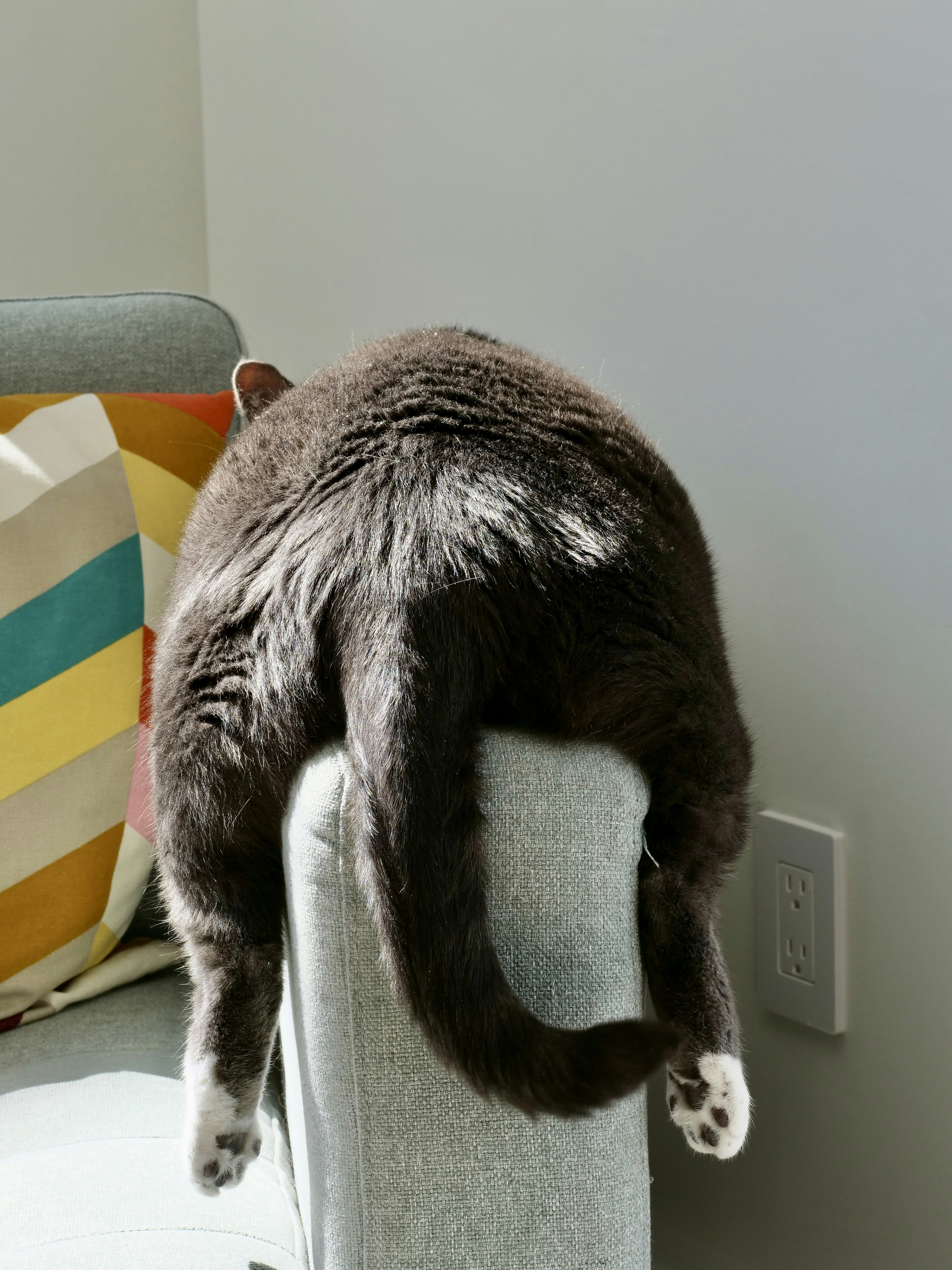 Eine graue Katze schläft auf einem Stuhl.