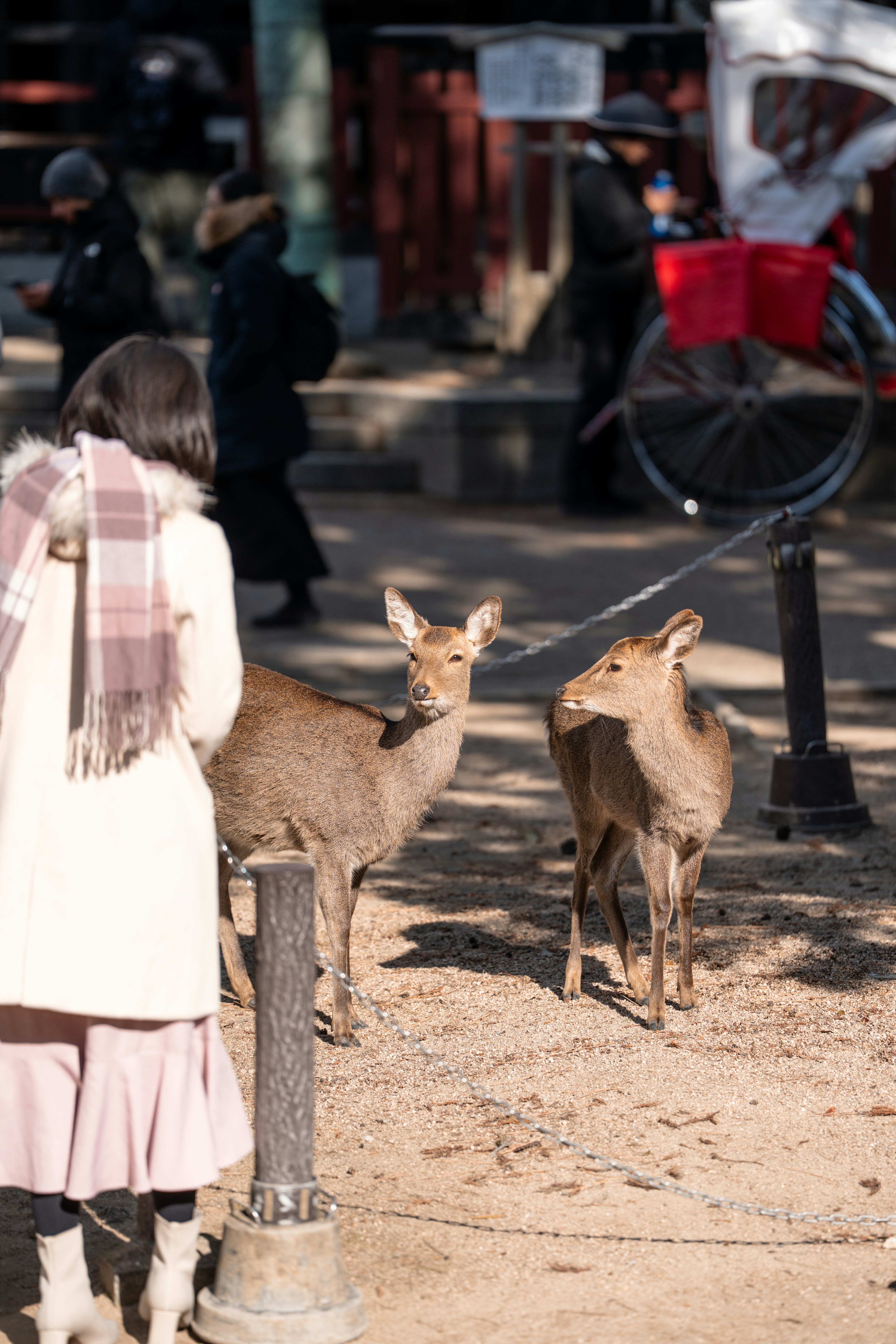 Hirsche, die mit einer Person in der Nähe eines Wagens interagieren