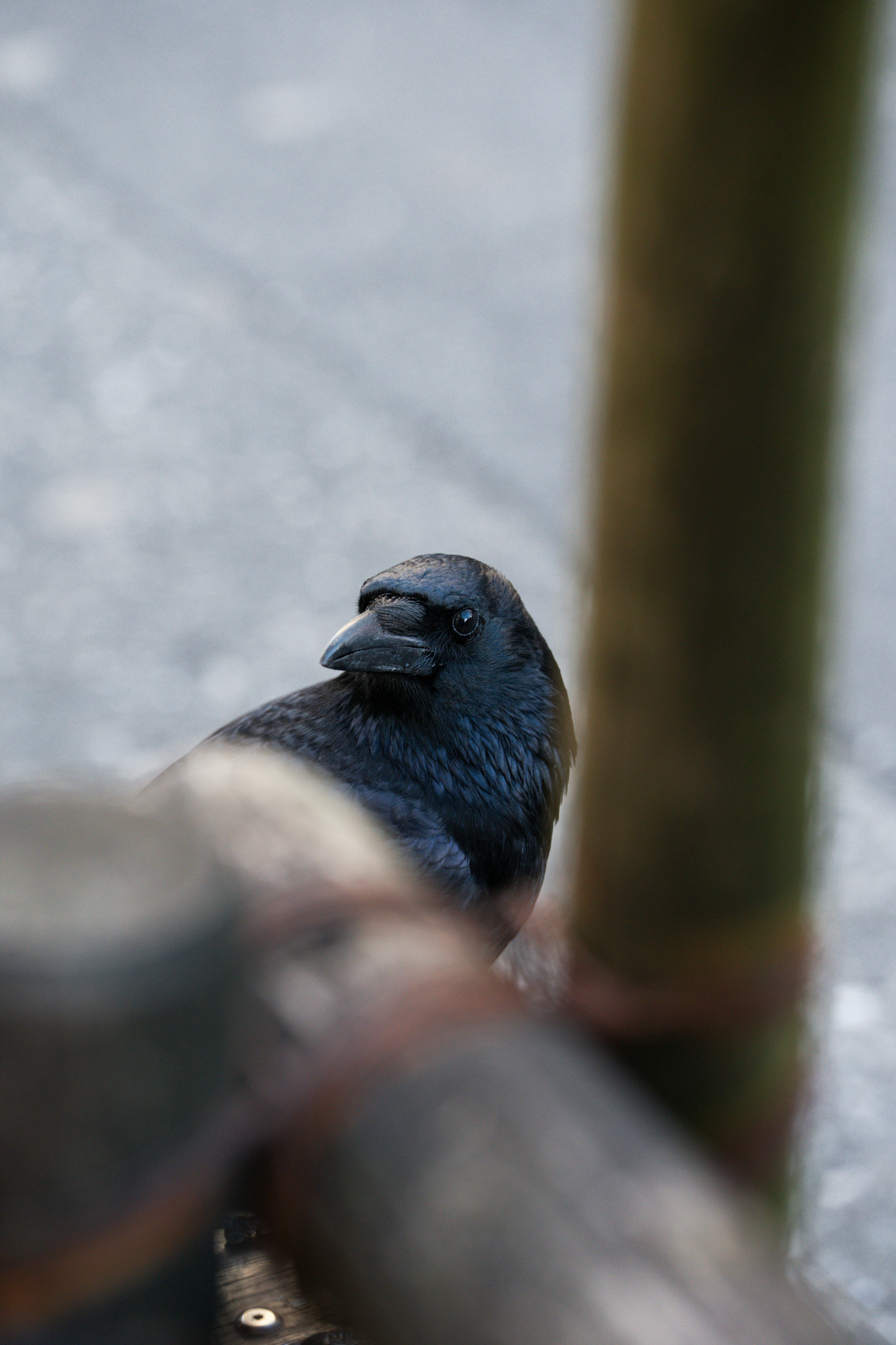 Eine schwarze Krähe blickt über den Holzzaun nach vorne.