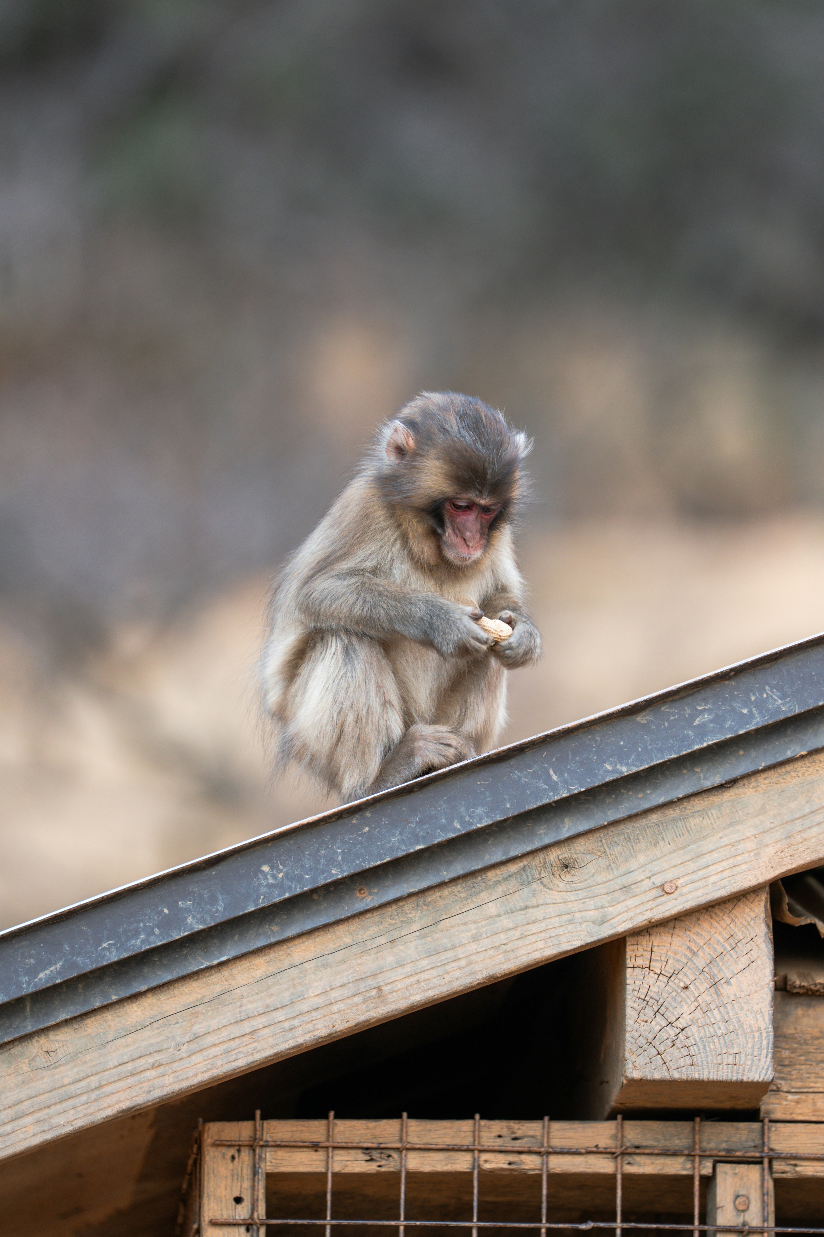 Ein Affe sitzt auf einem Dach und frisst Nahrung.