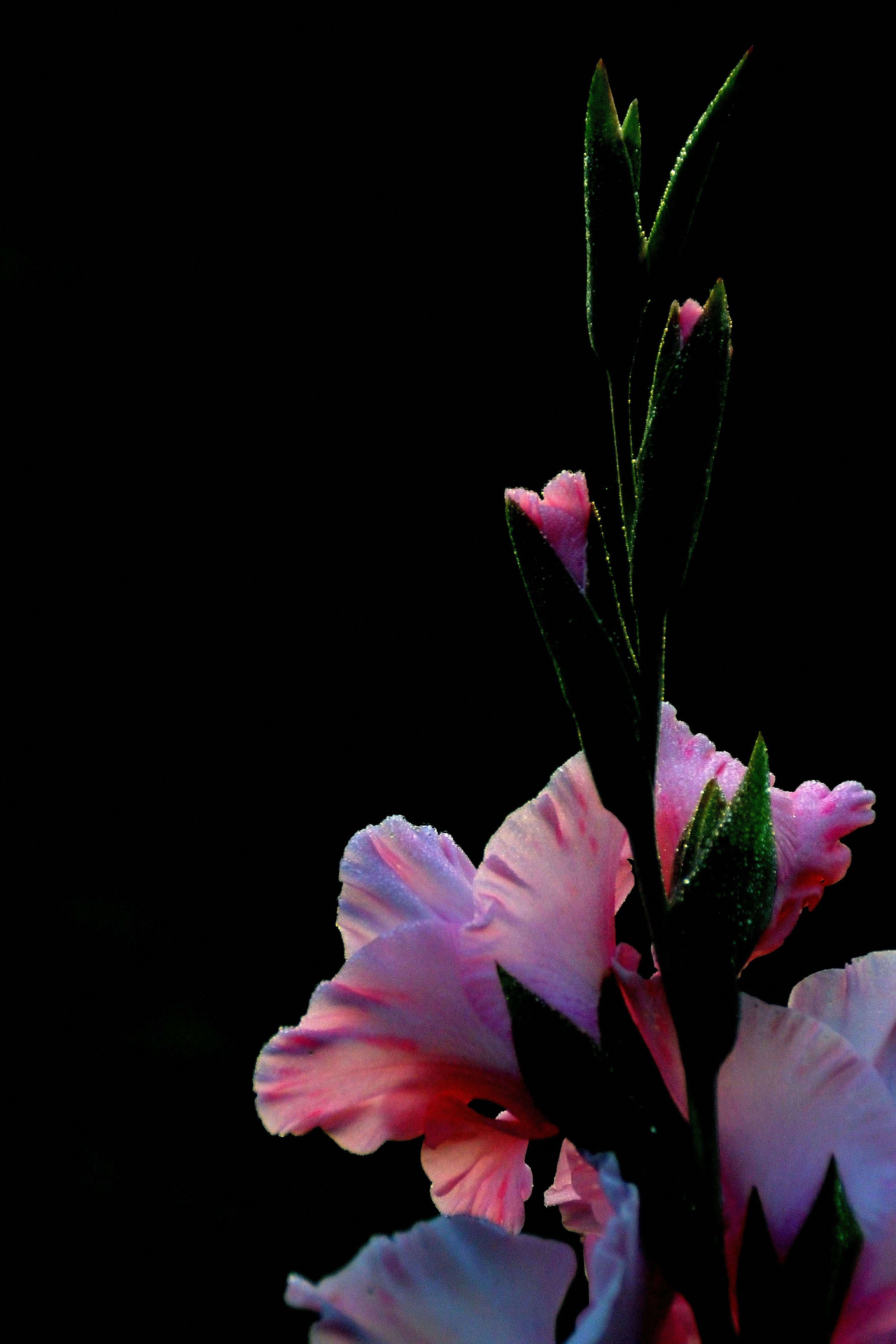 Photo by psilocybe53