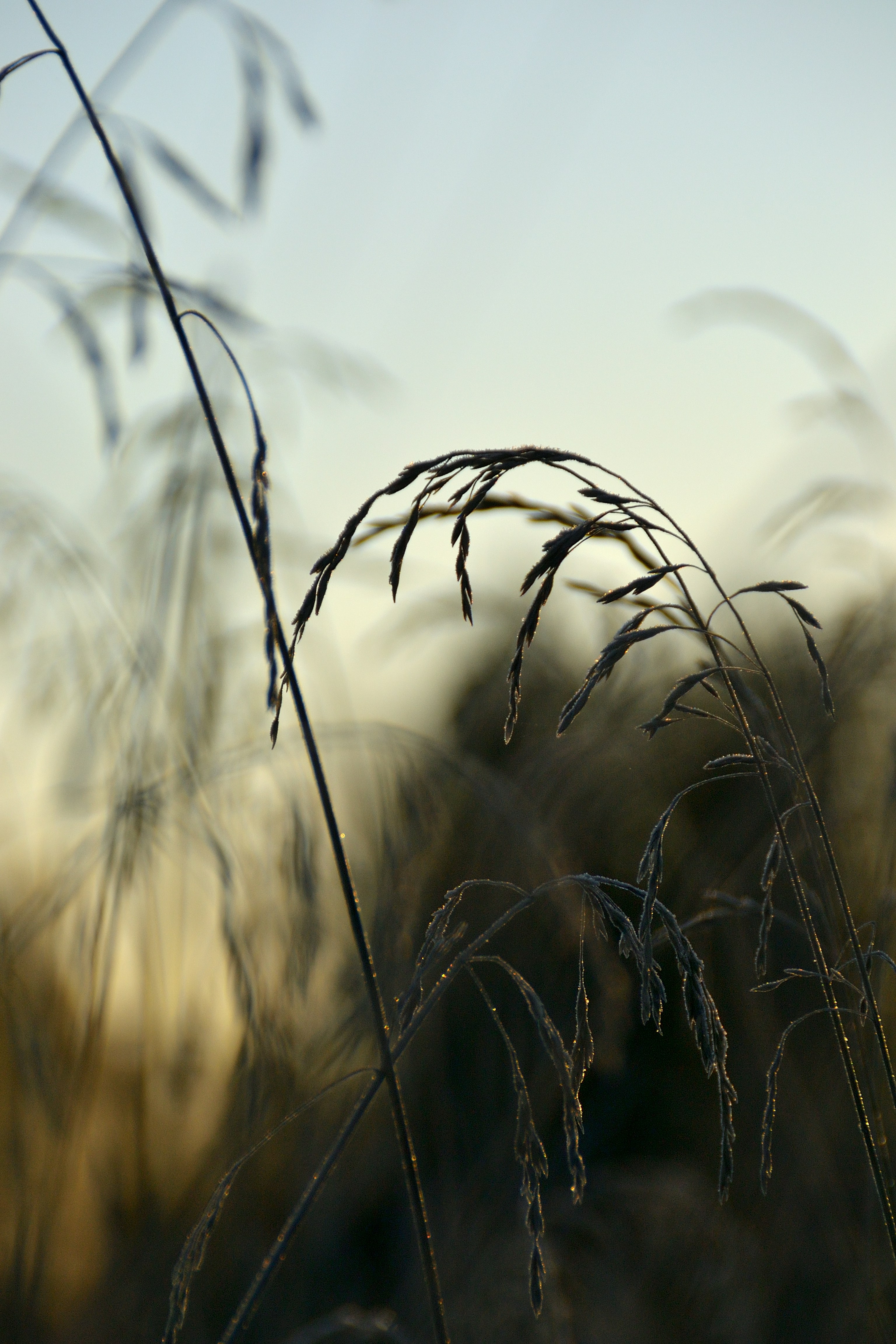 Photo by psilocybe53