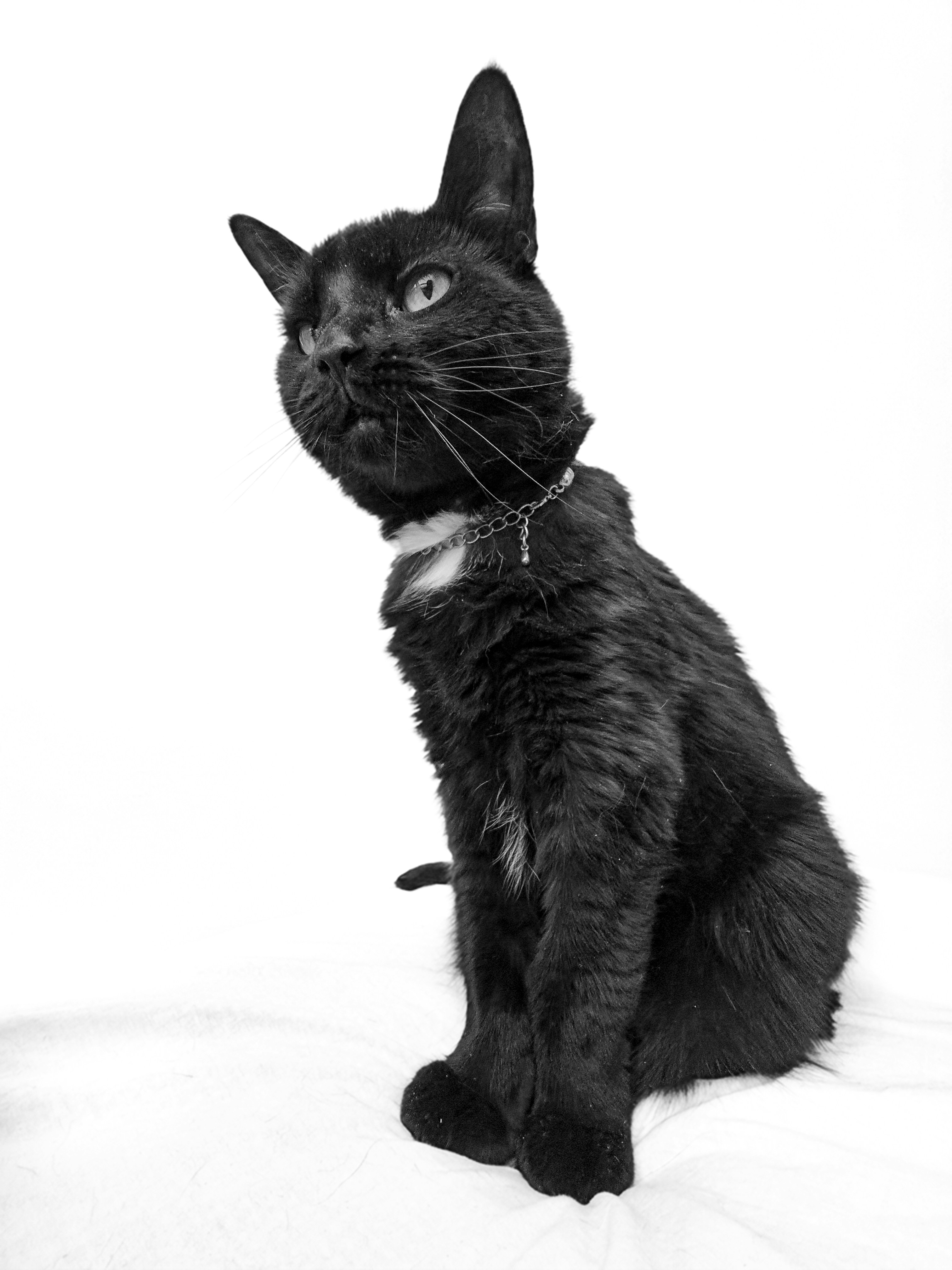 Eine schwarze Katze mit weißer Brust sitzt aufmerksam da