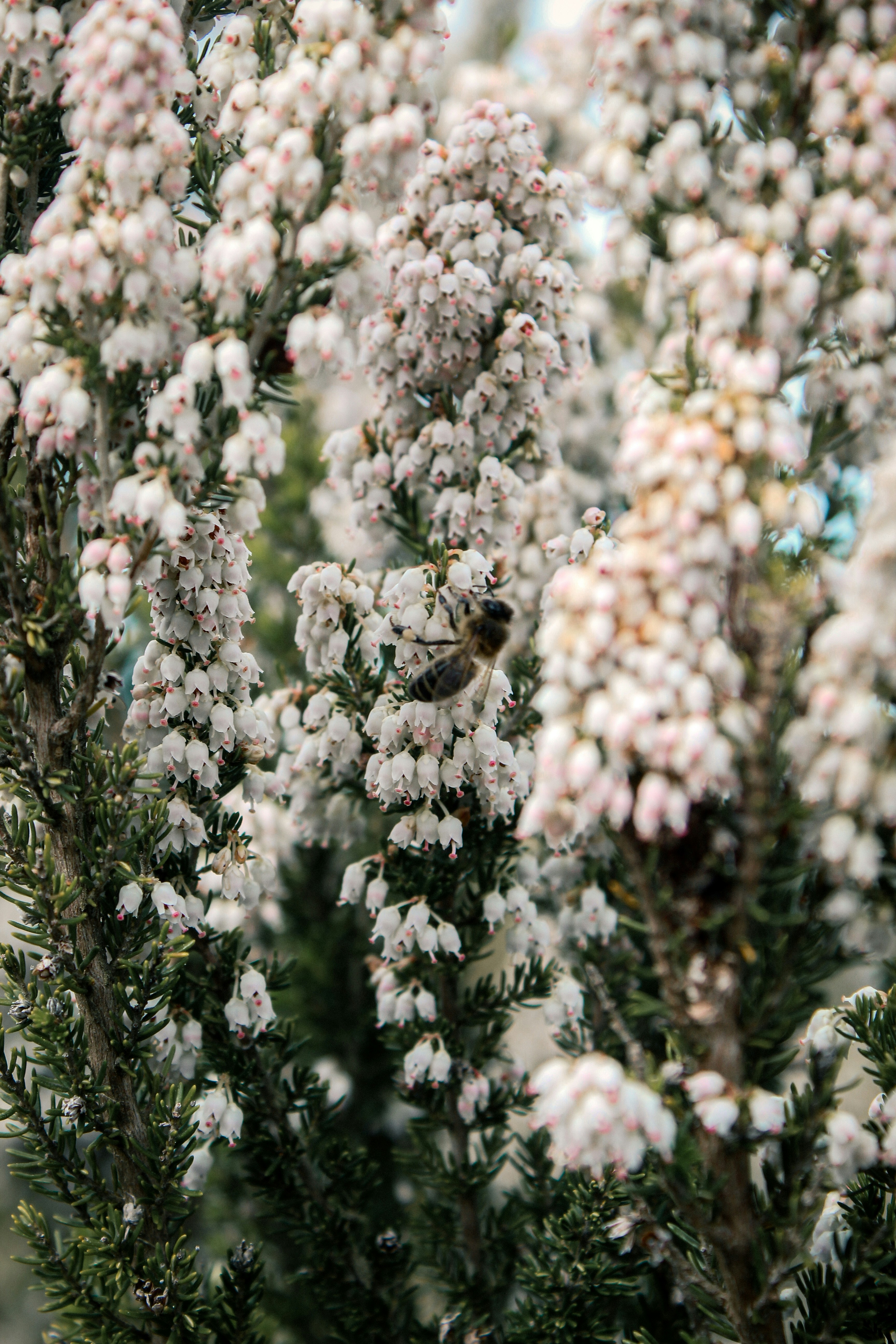 Eine Biene, die weiße Heide bestäubt, die blühend blüht.