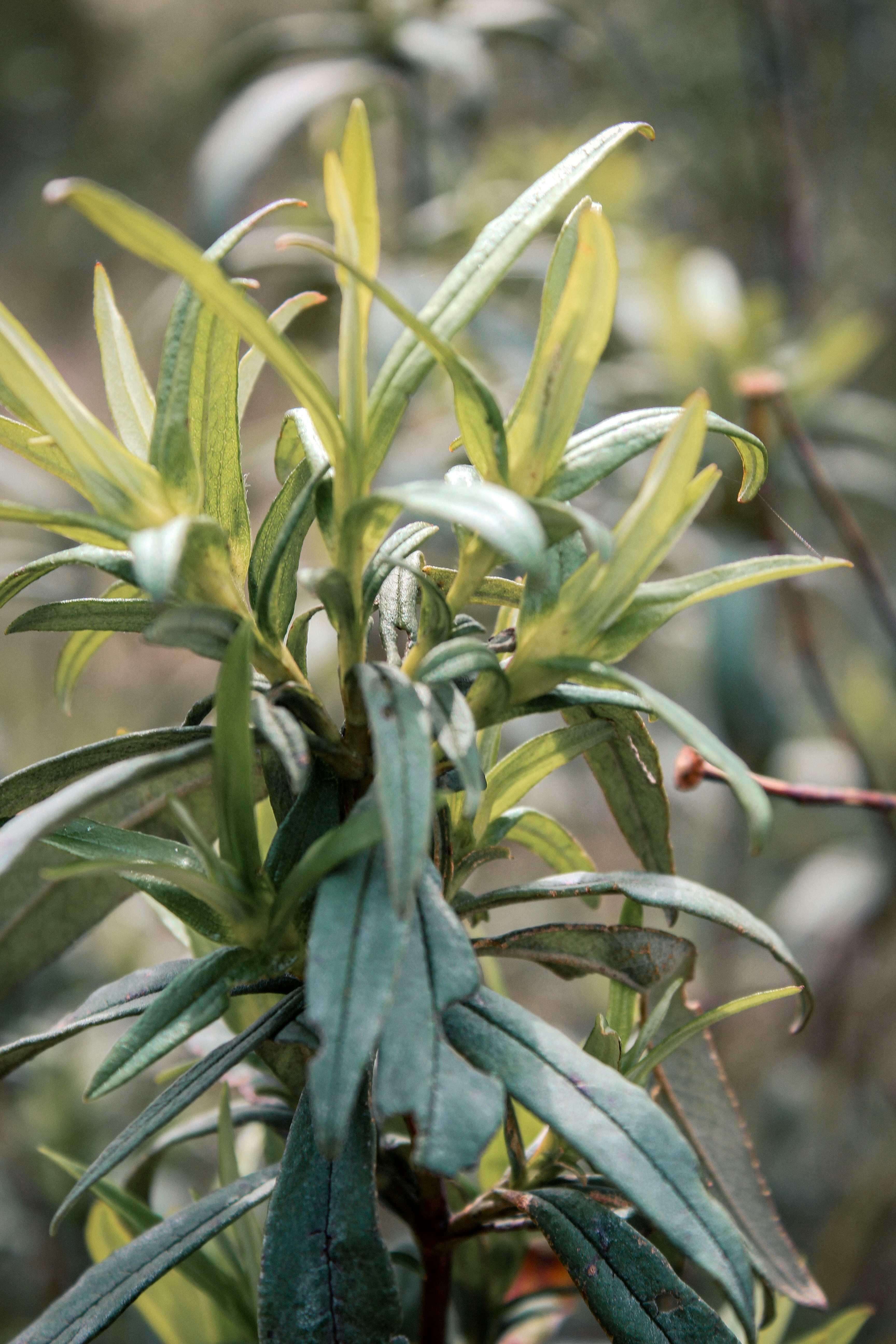 Galhos verdes e folhosos de uma planta com fundo borrado