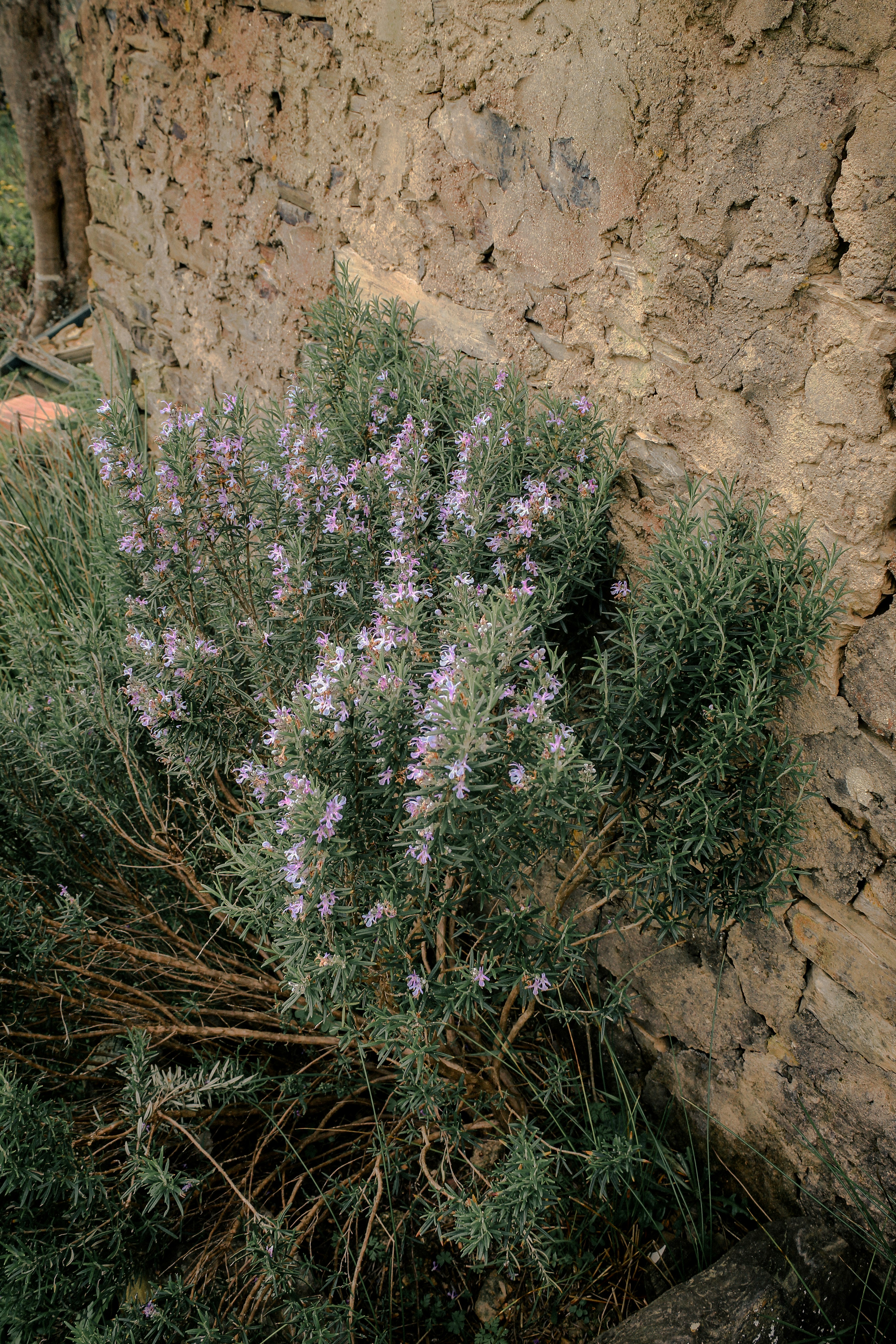 Arbusto de romero con pequeñas flores moradas contra la pared de piedra