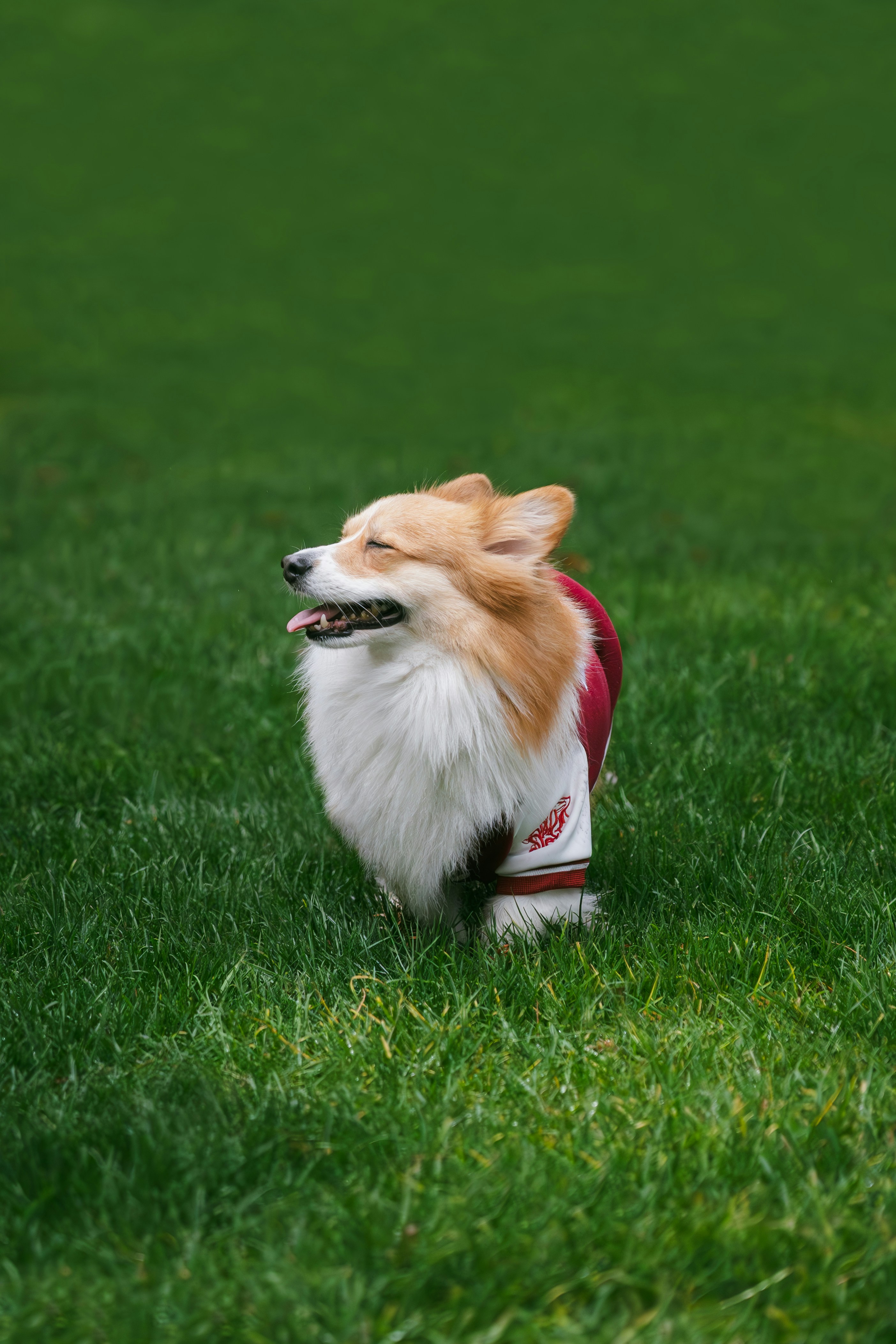 Ein flauschiger Corgi, der eine kastanienbraune Jacke auf Gras trägt