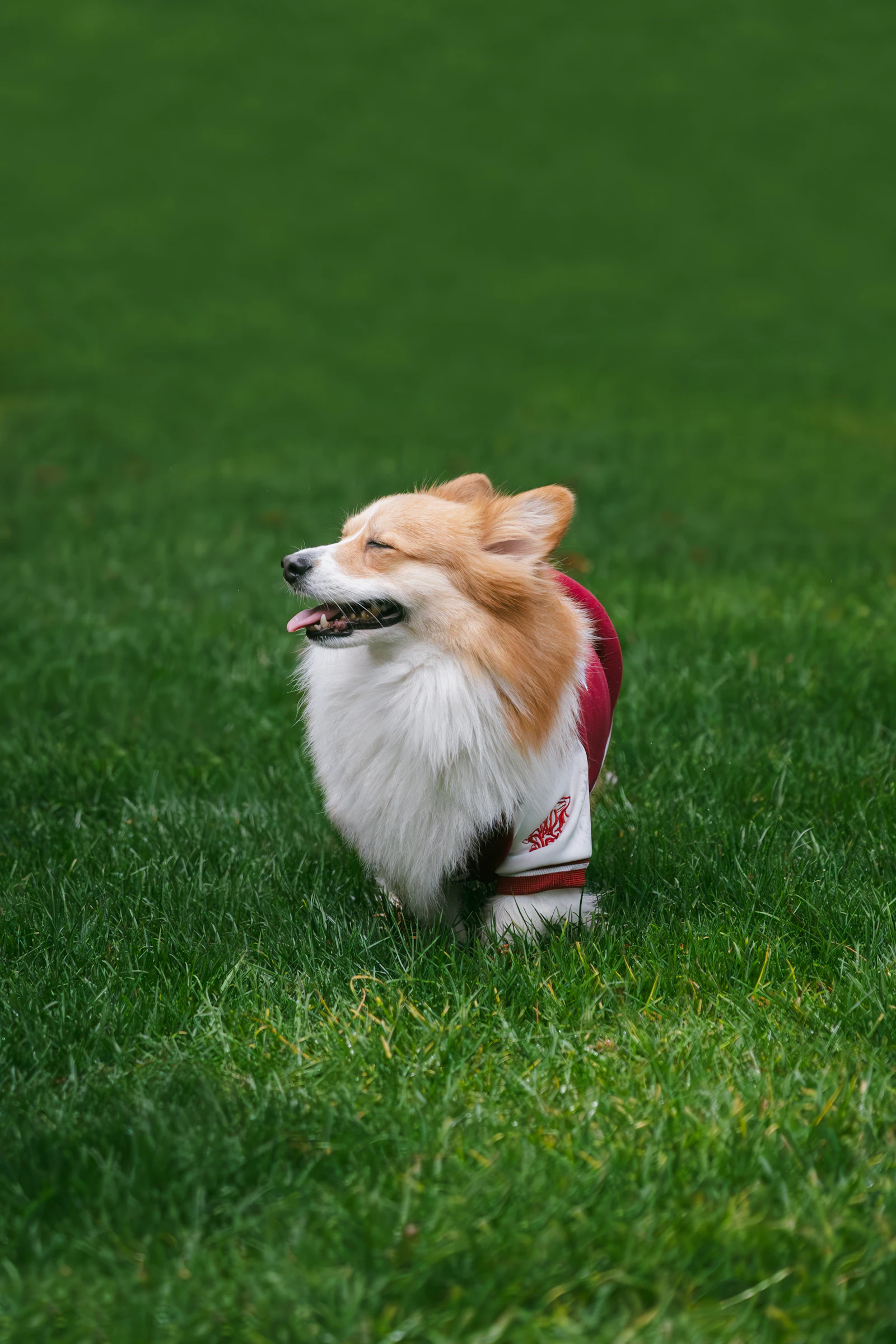 A fluffy corgi wearing a maroon jacket on grass