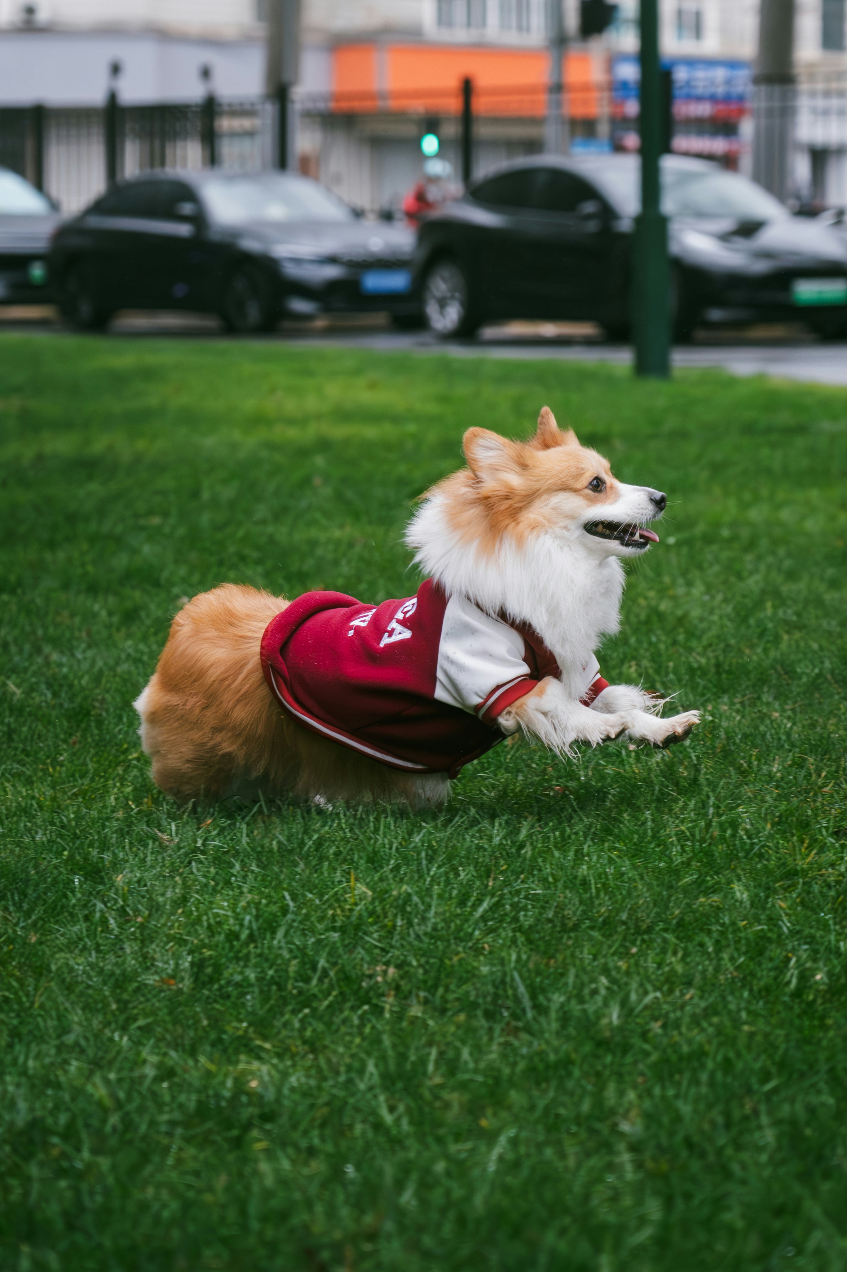 Ein Corgi mit Jacke läuft auf dem Gras.