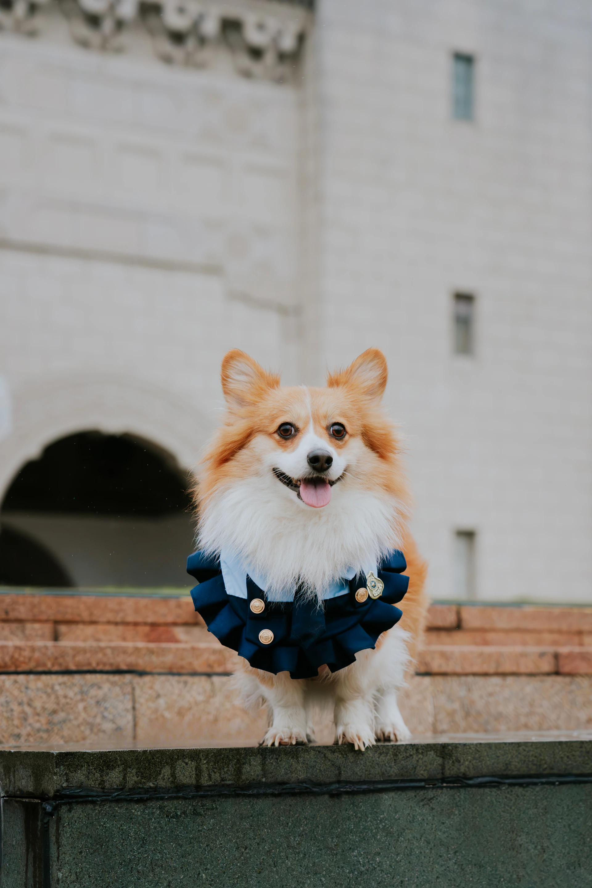A happy corgi wearing a decorative blue collar