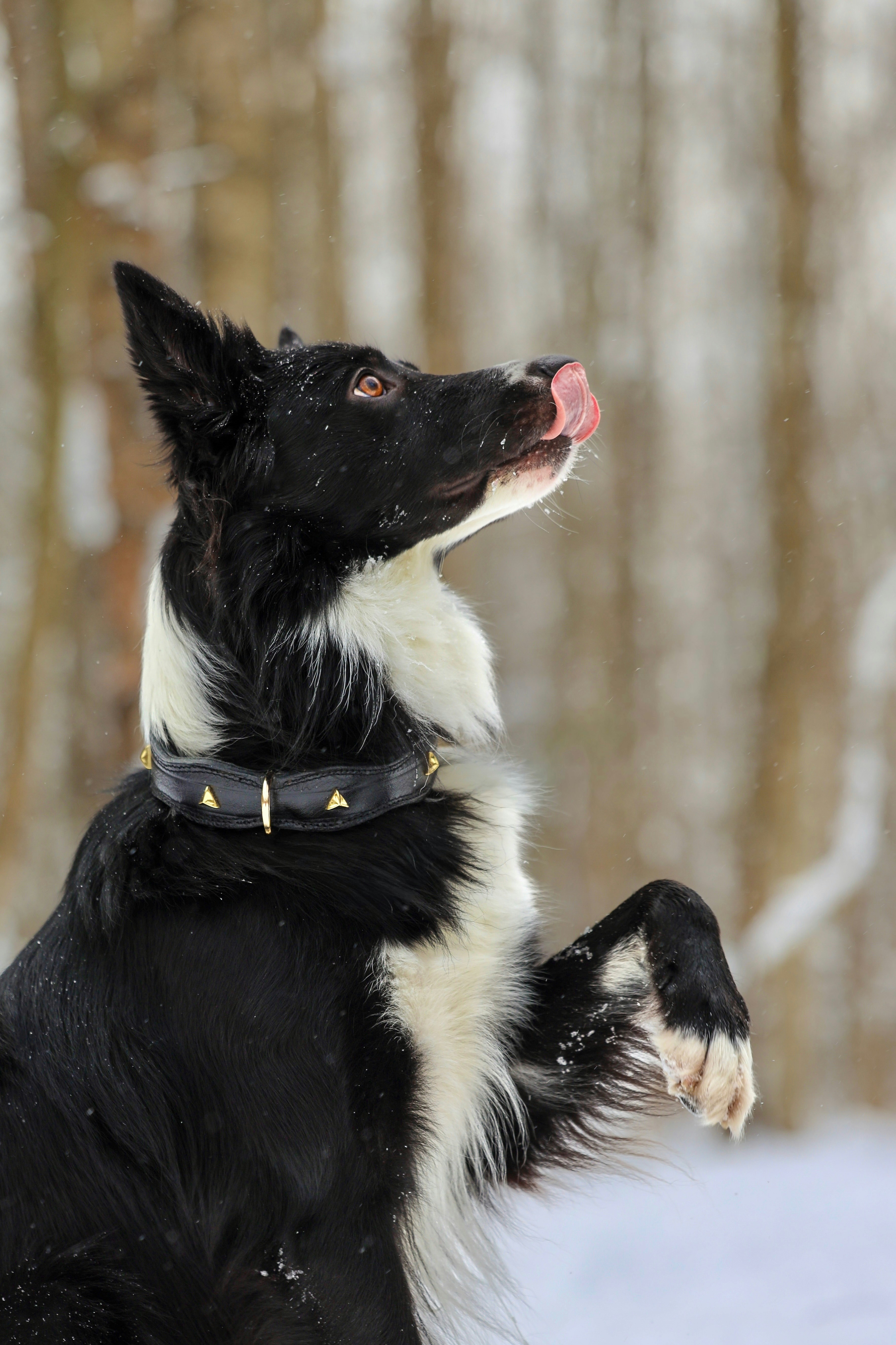 A black and white dog in the snow