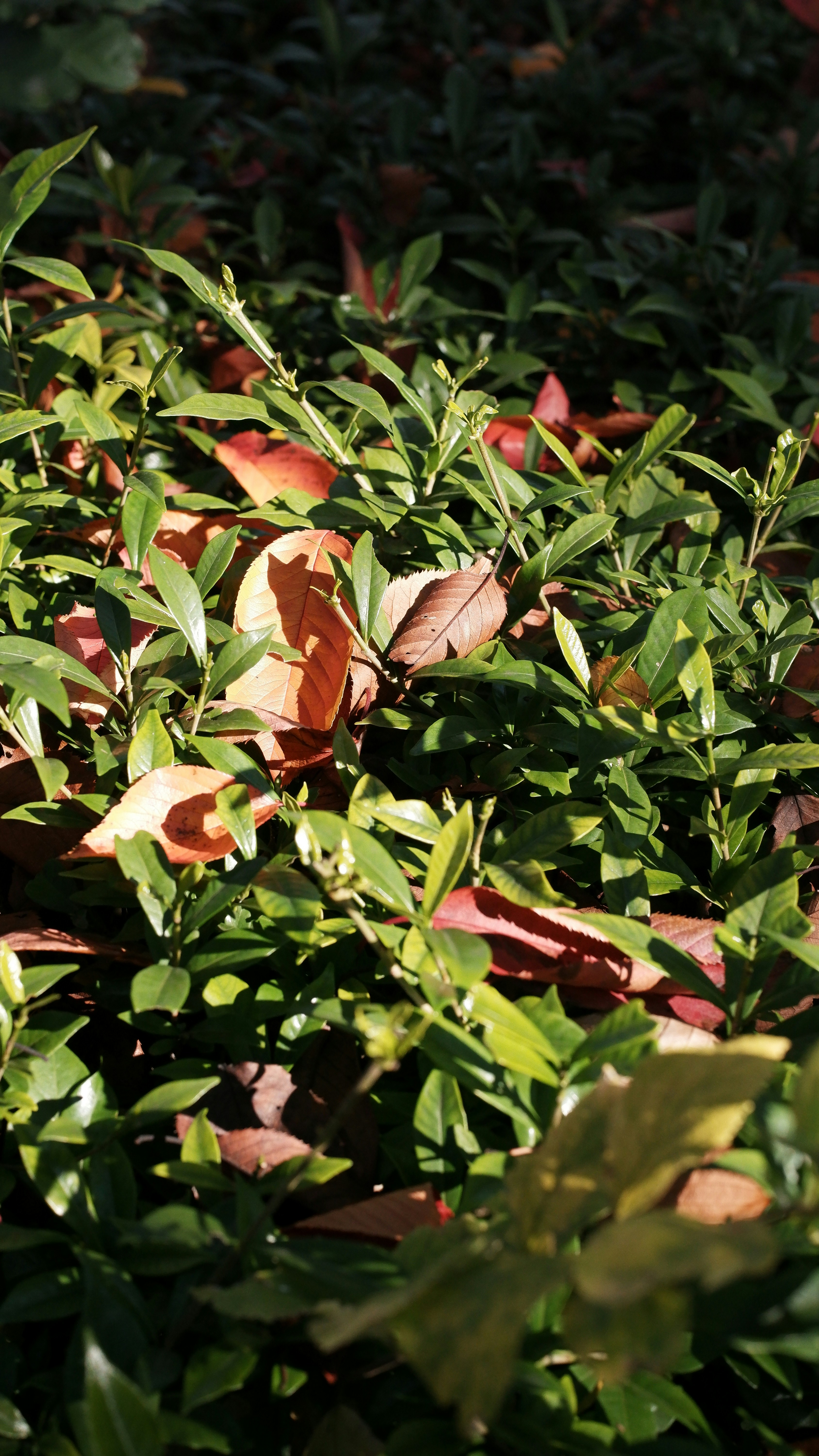 Photo by ryohariantoo