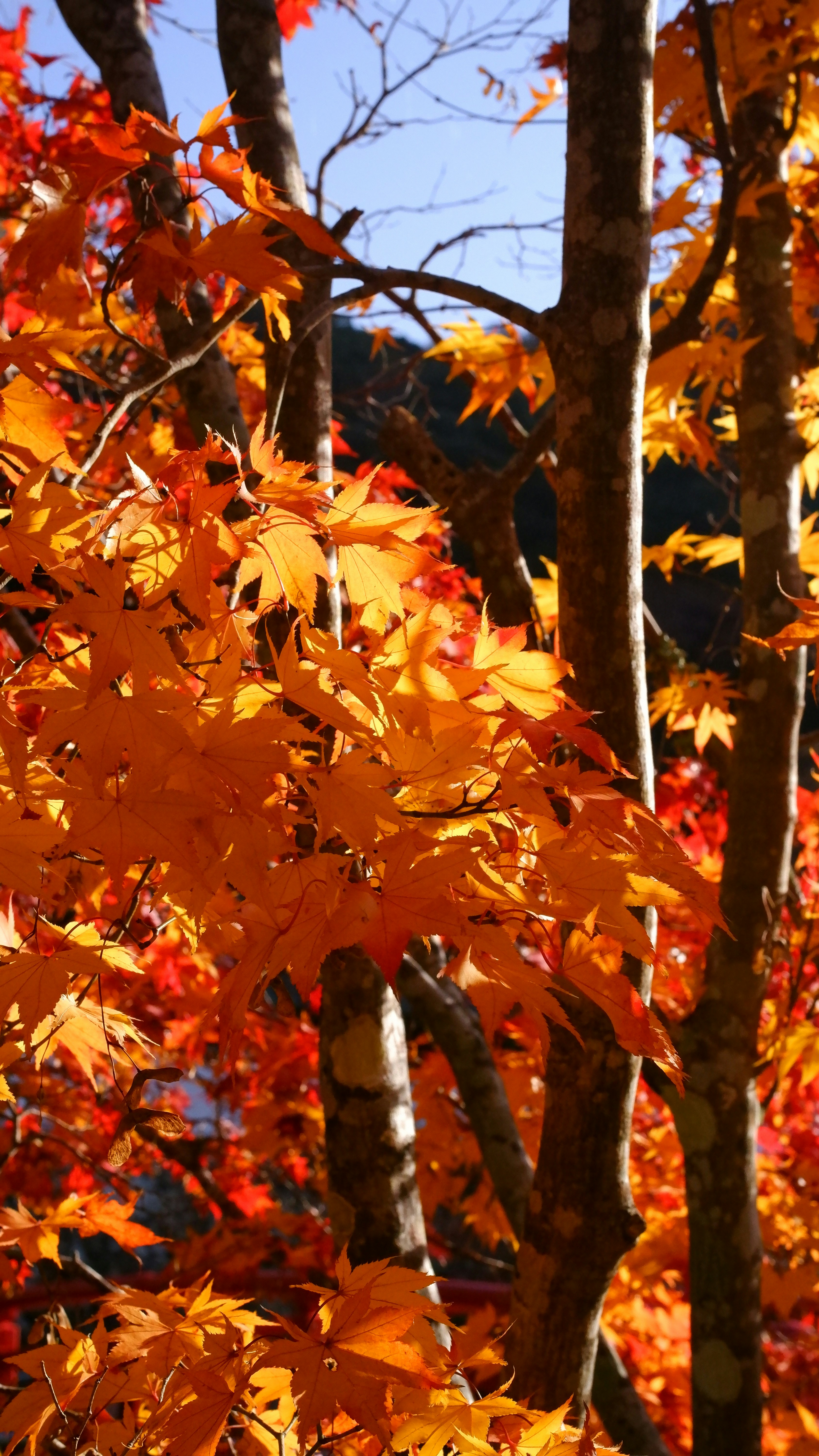 Photo by ryohariantoo