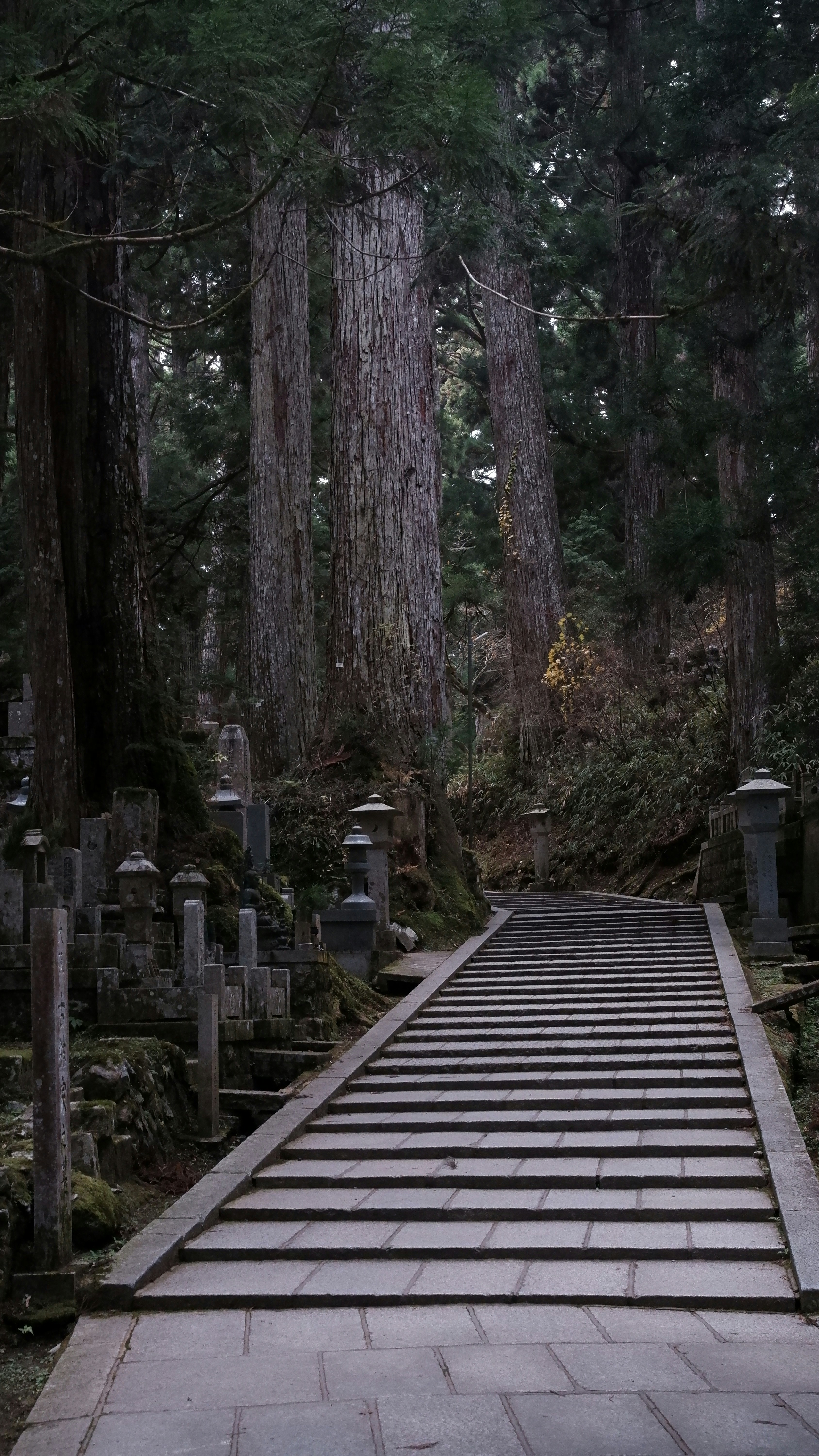 Stone staircase leads through a serene forest cemetery.