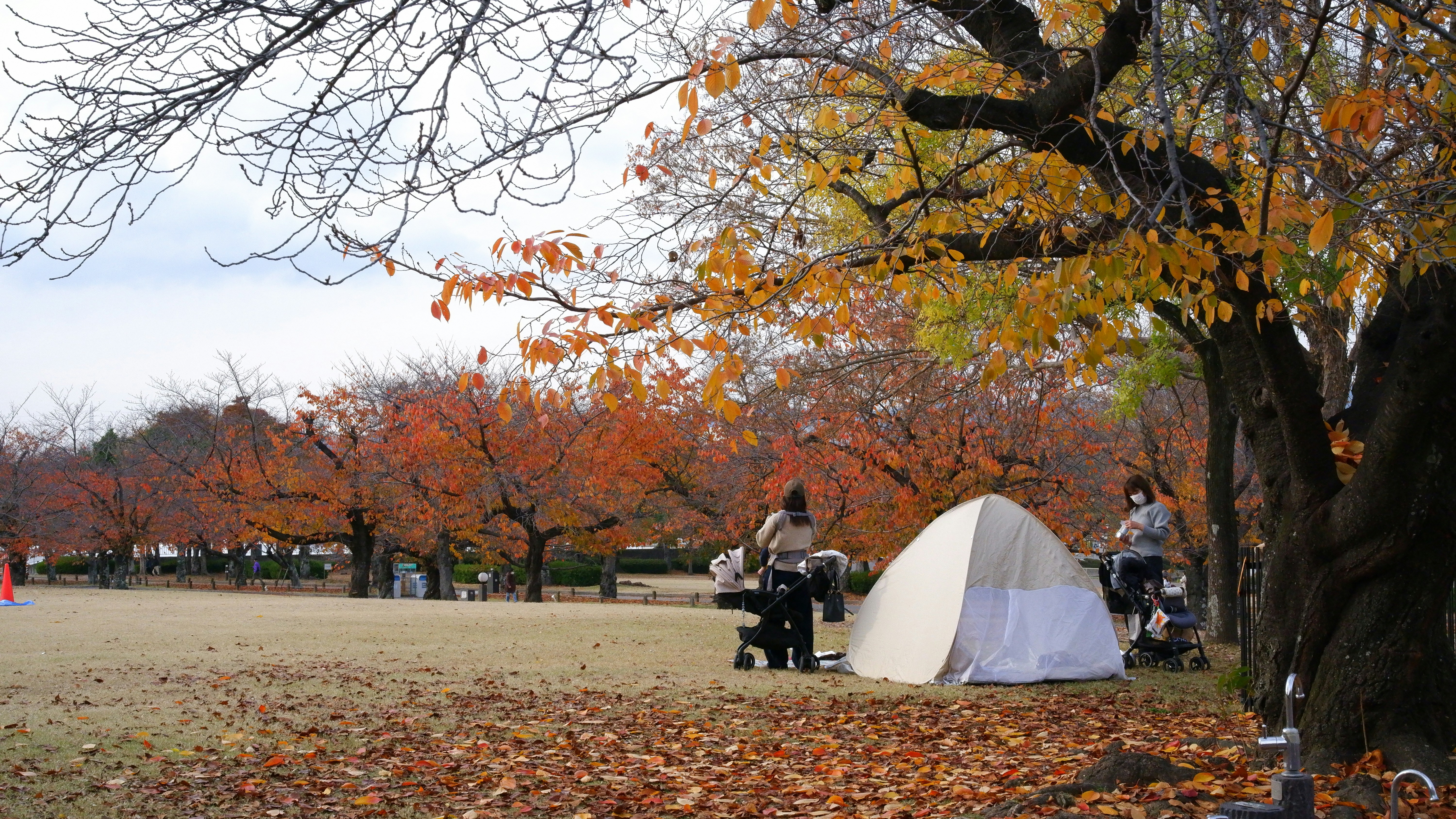 People camping in a park with autumn leaves