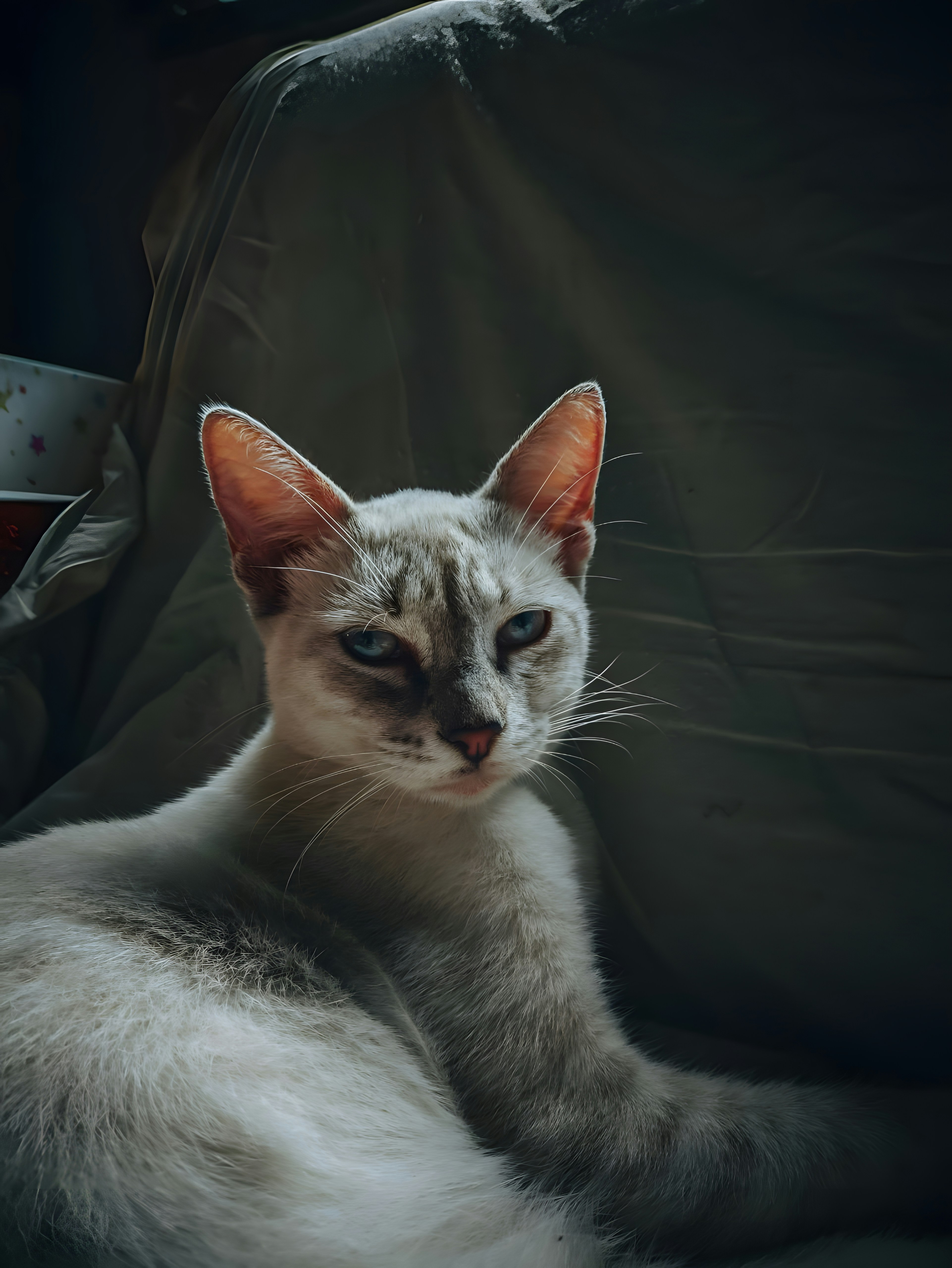 Un gato claro de ojos azules descansa en el interior.