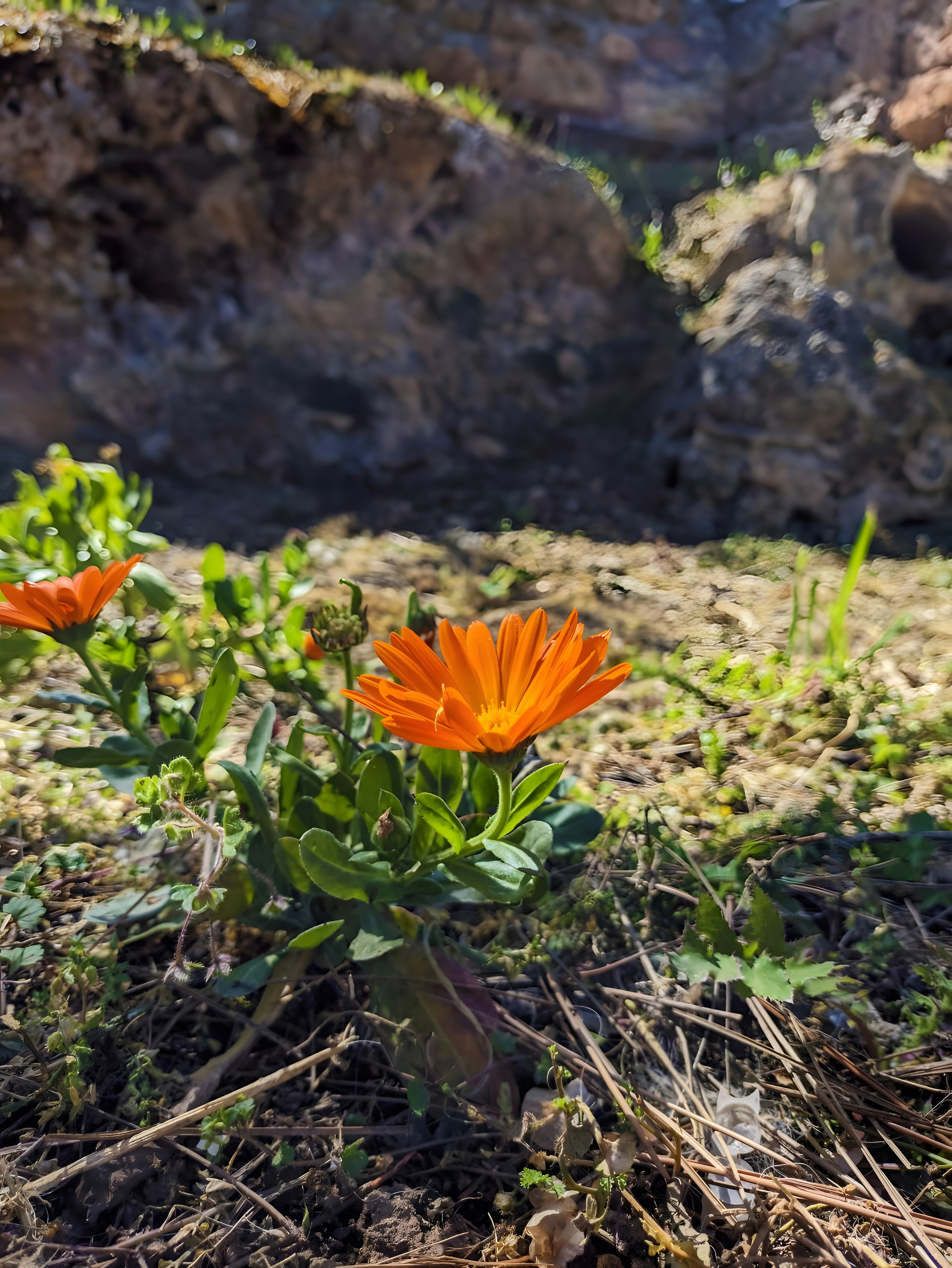 Una flor naranja florece al sol.