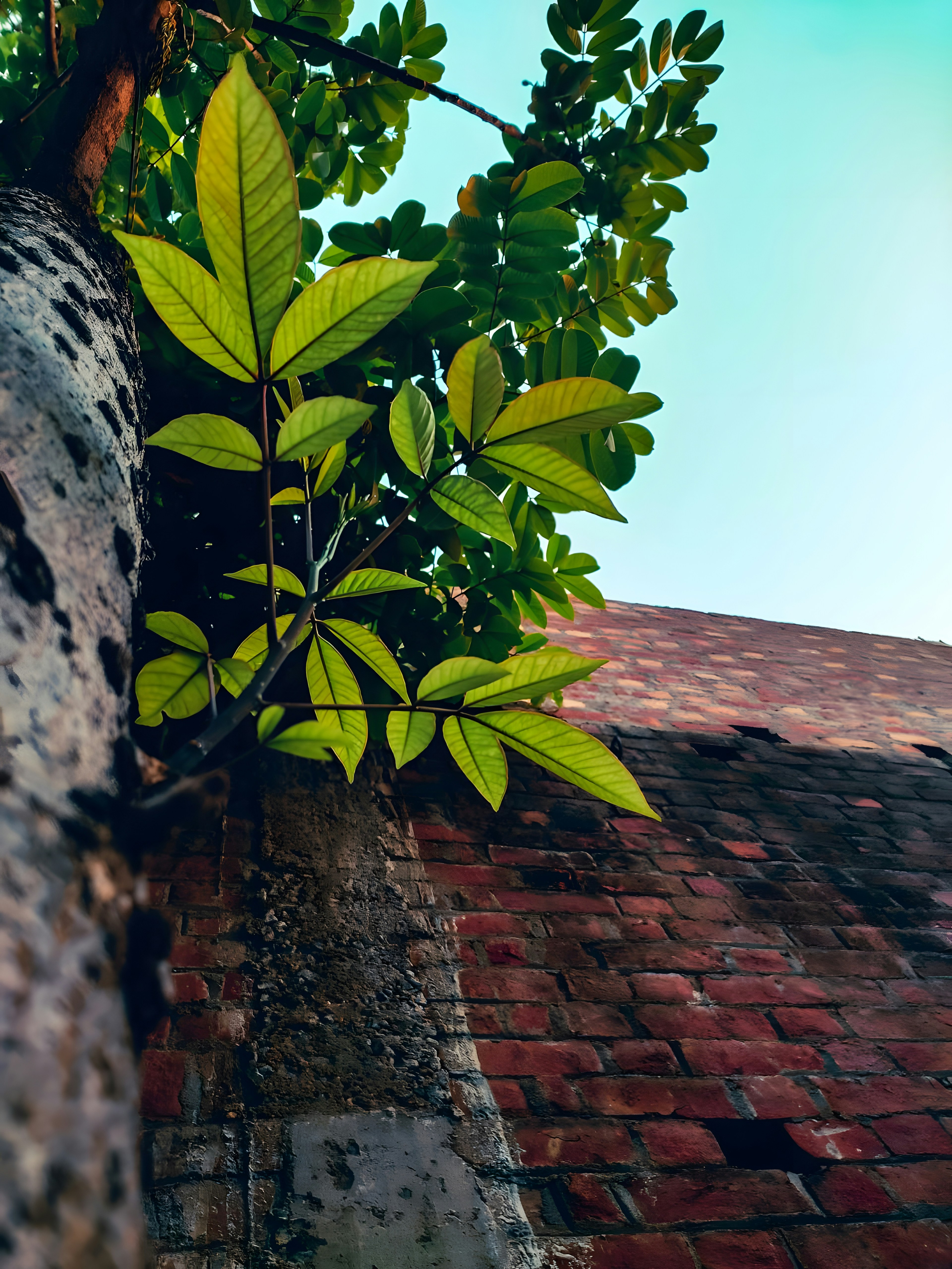 Hojas verdes creciendo sobre una pared de ladrillo texturizada.
