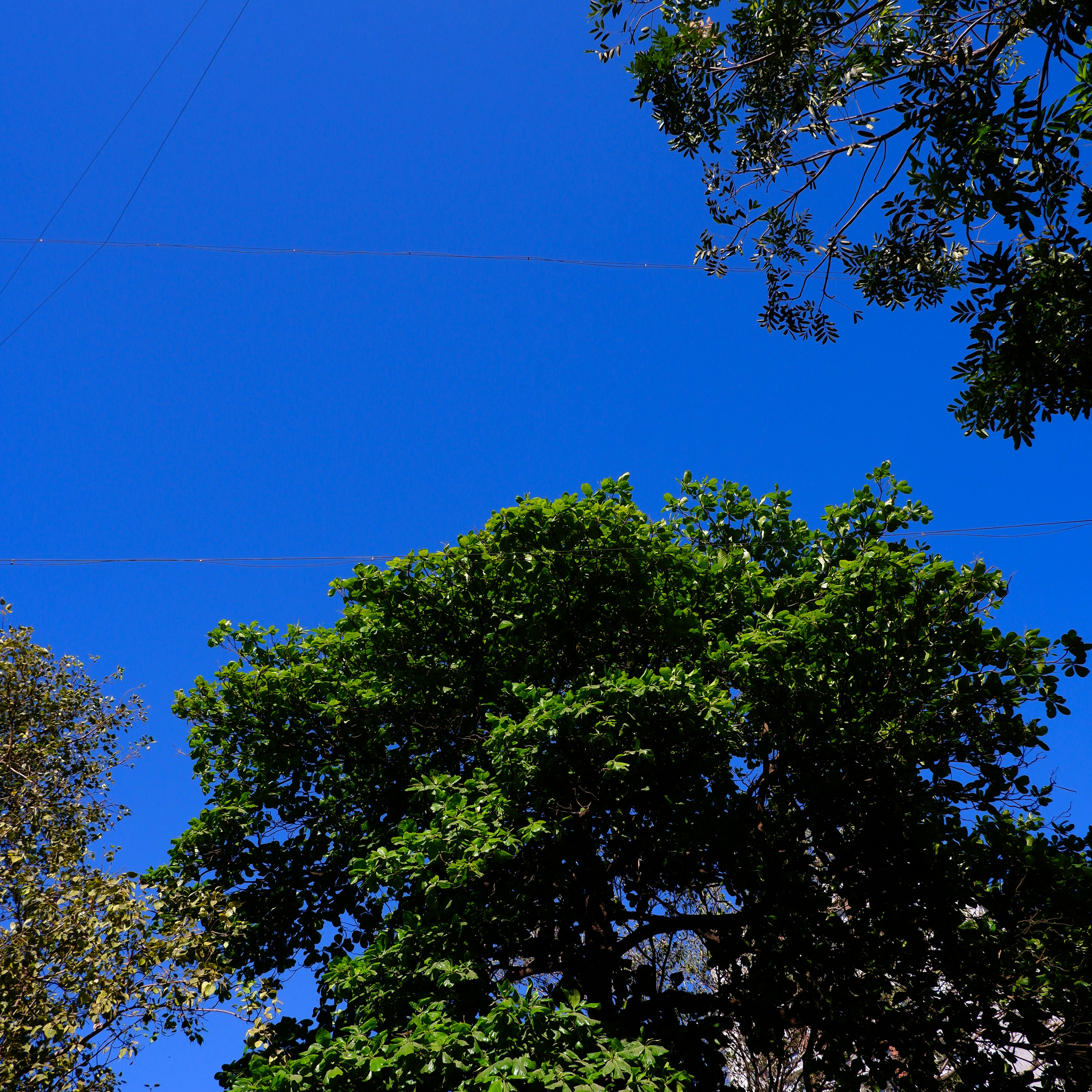 Green trees against a bright blue sky