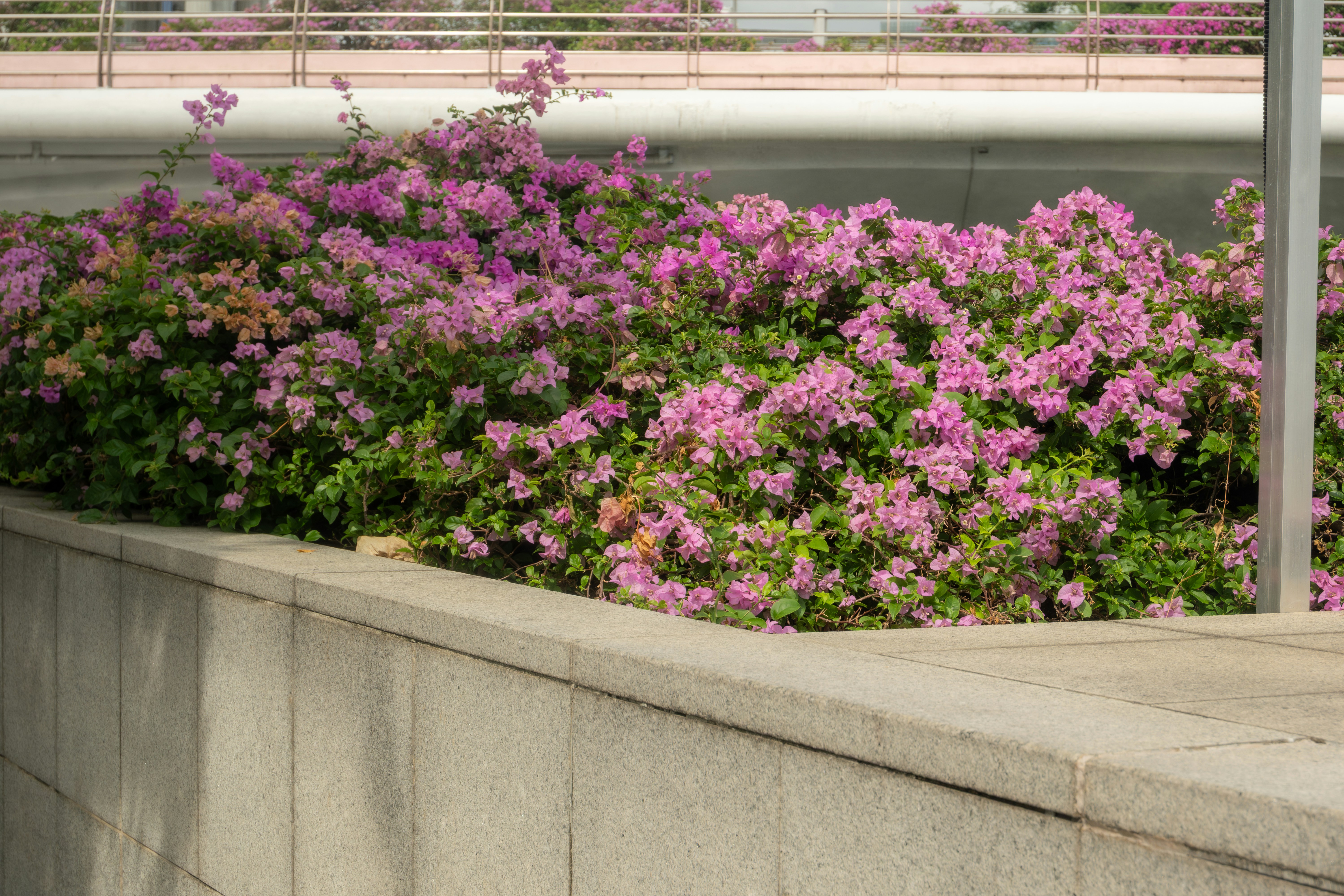 A lush bush with vibrant pink flowers and green leaves.