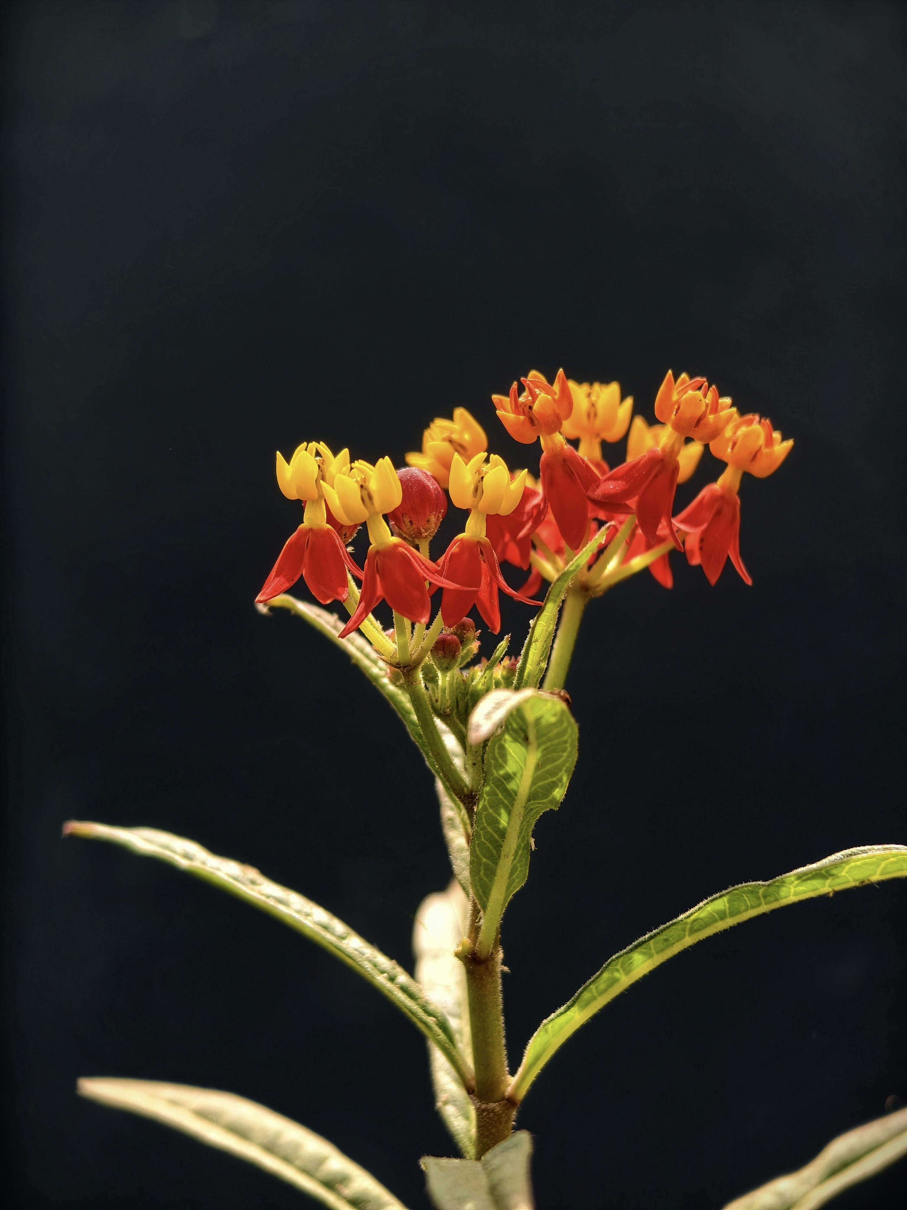 Photo by nikhilnik390