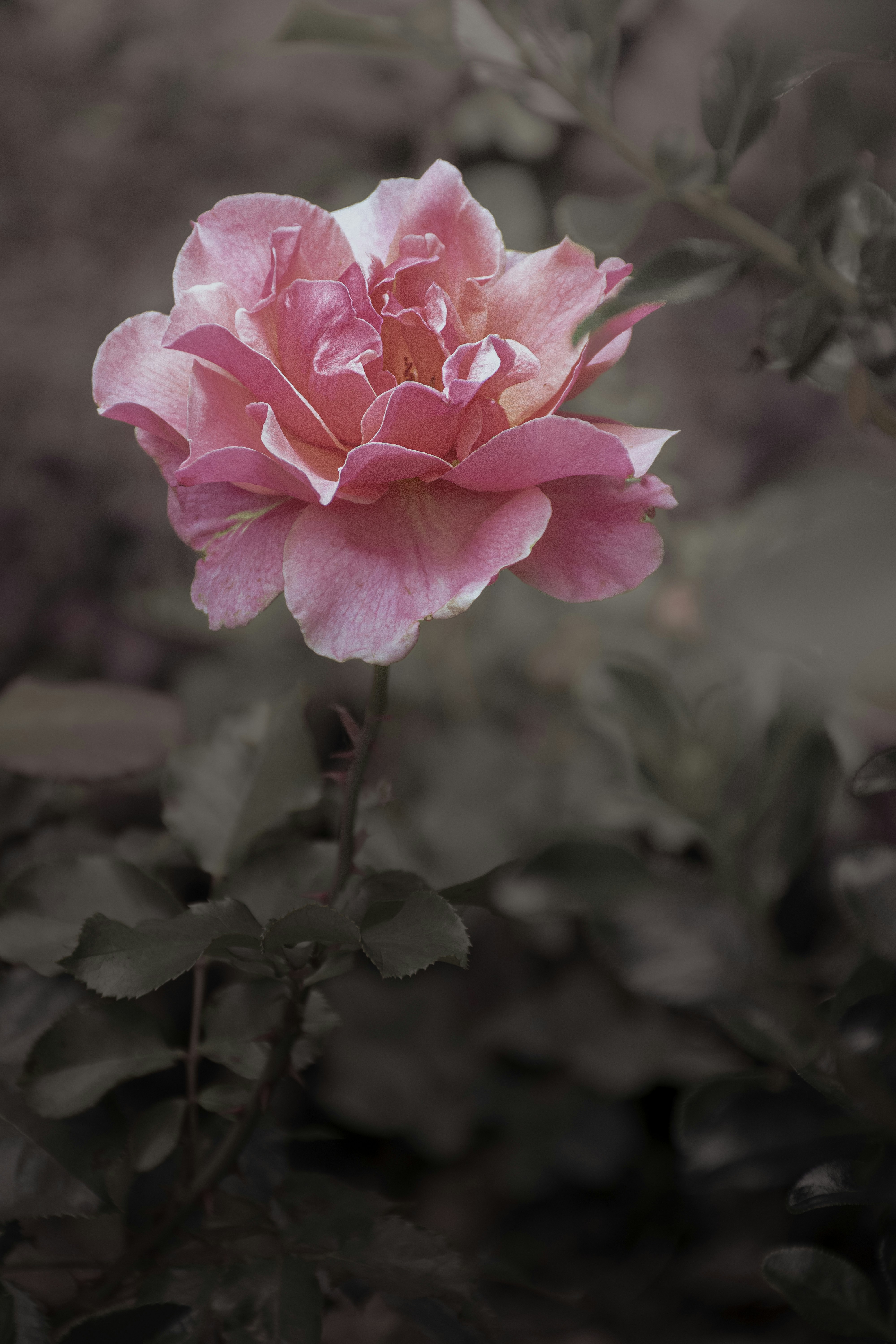 Photo by adam_skrinnikoff