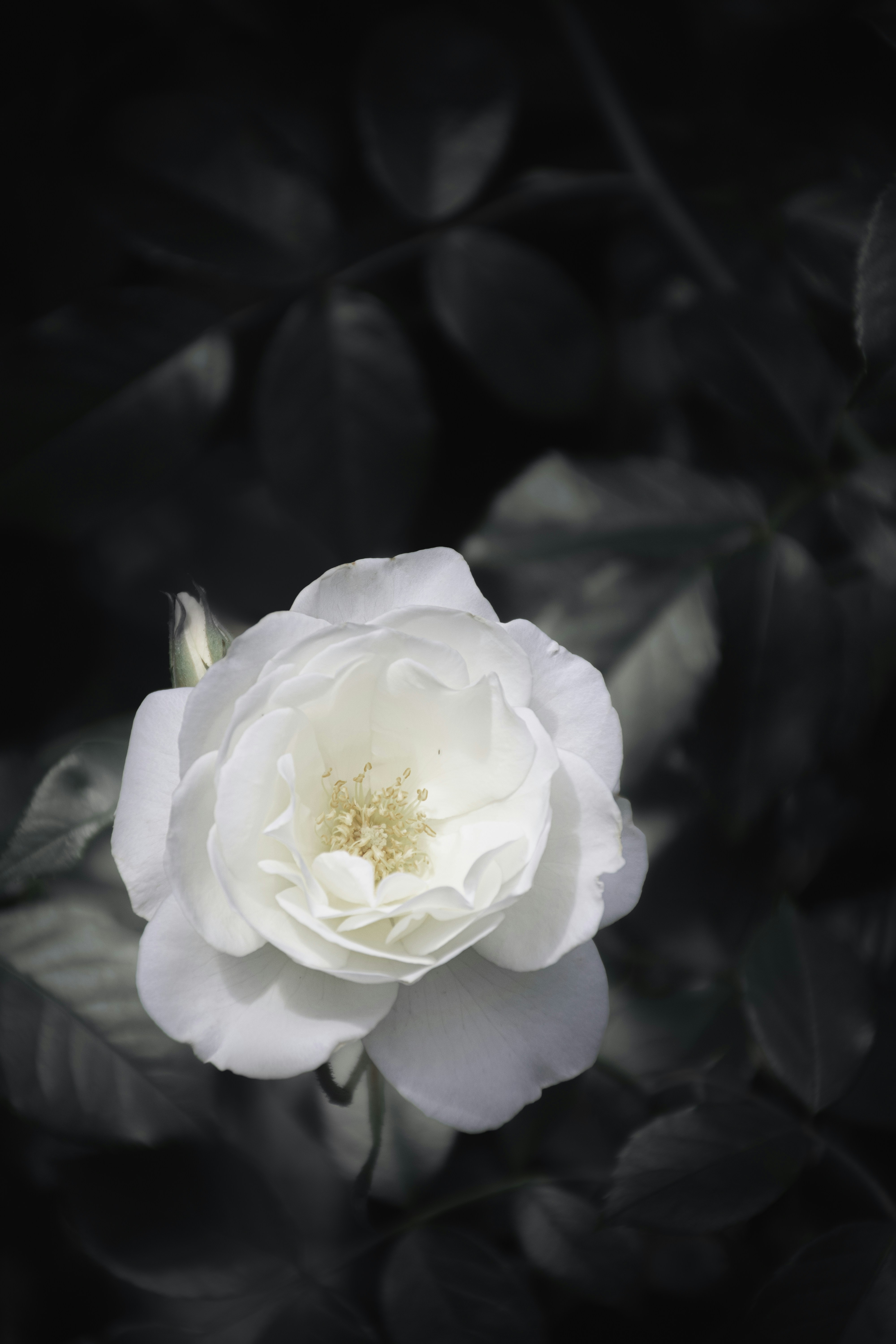 Photo by adam_skrinnikoff