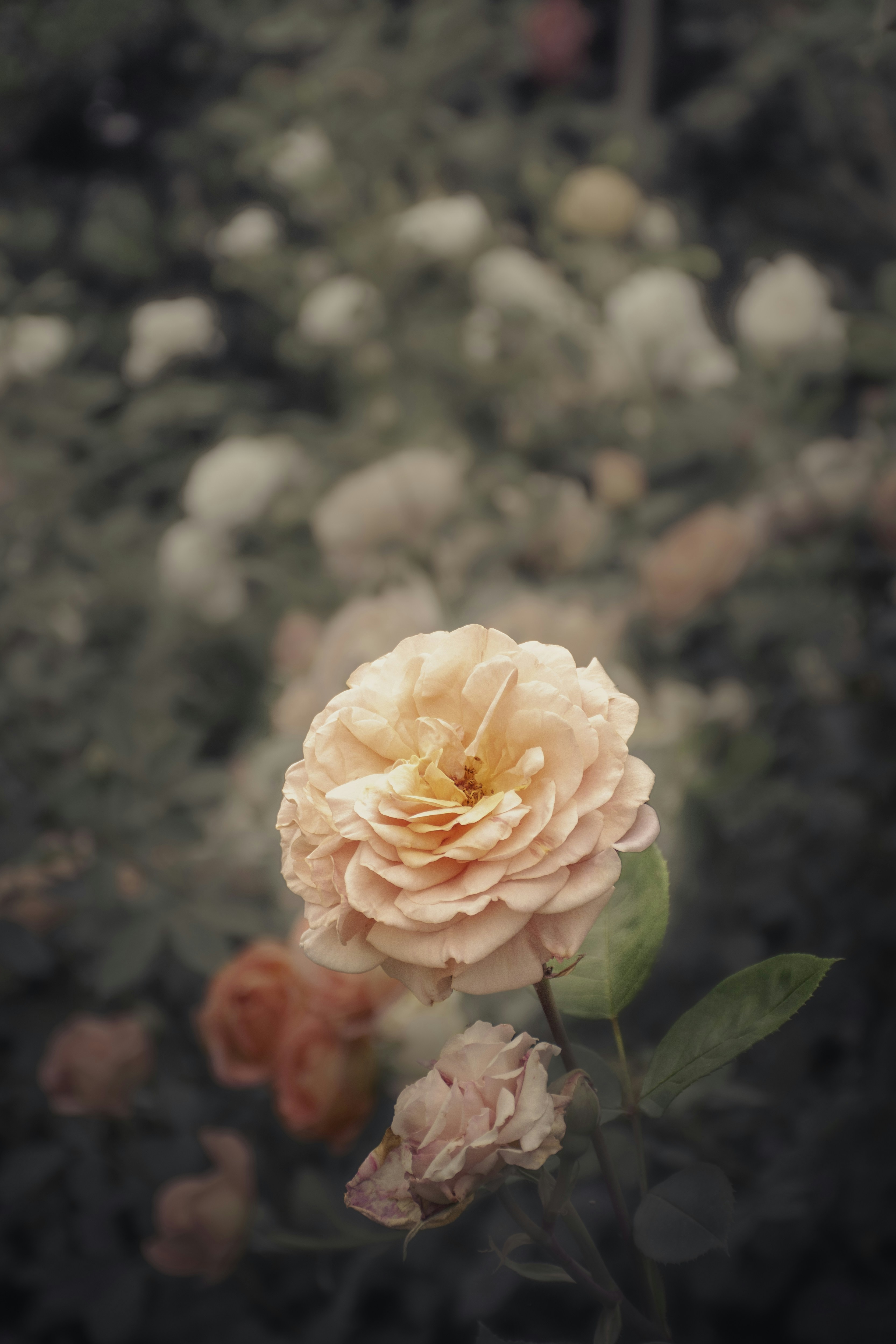 Photo by adam_skrinnikoff