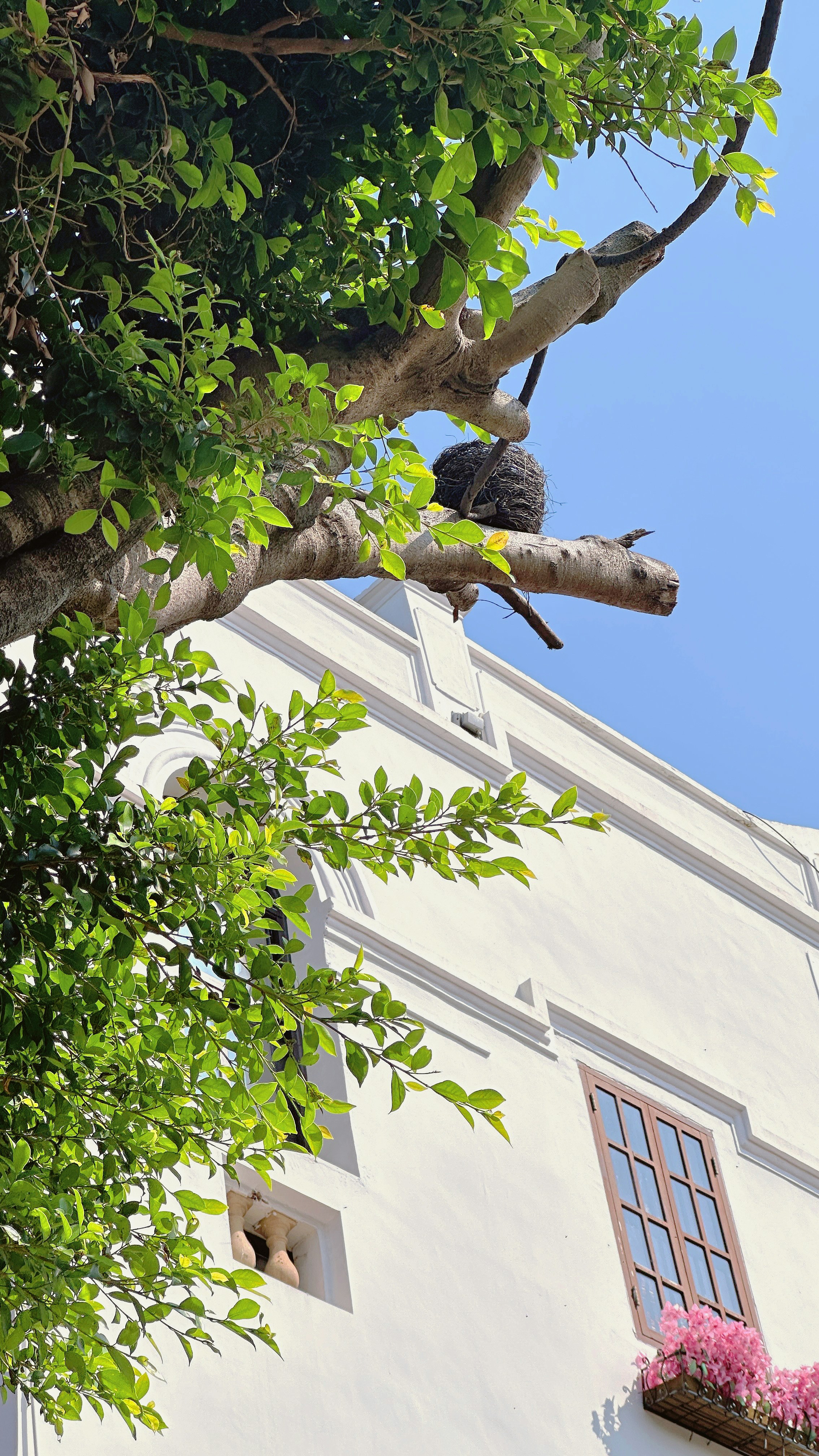 Un edificio bianco con foglie verdi e un cielo azzurro