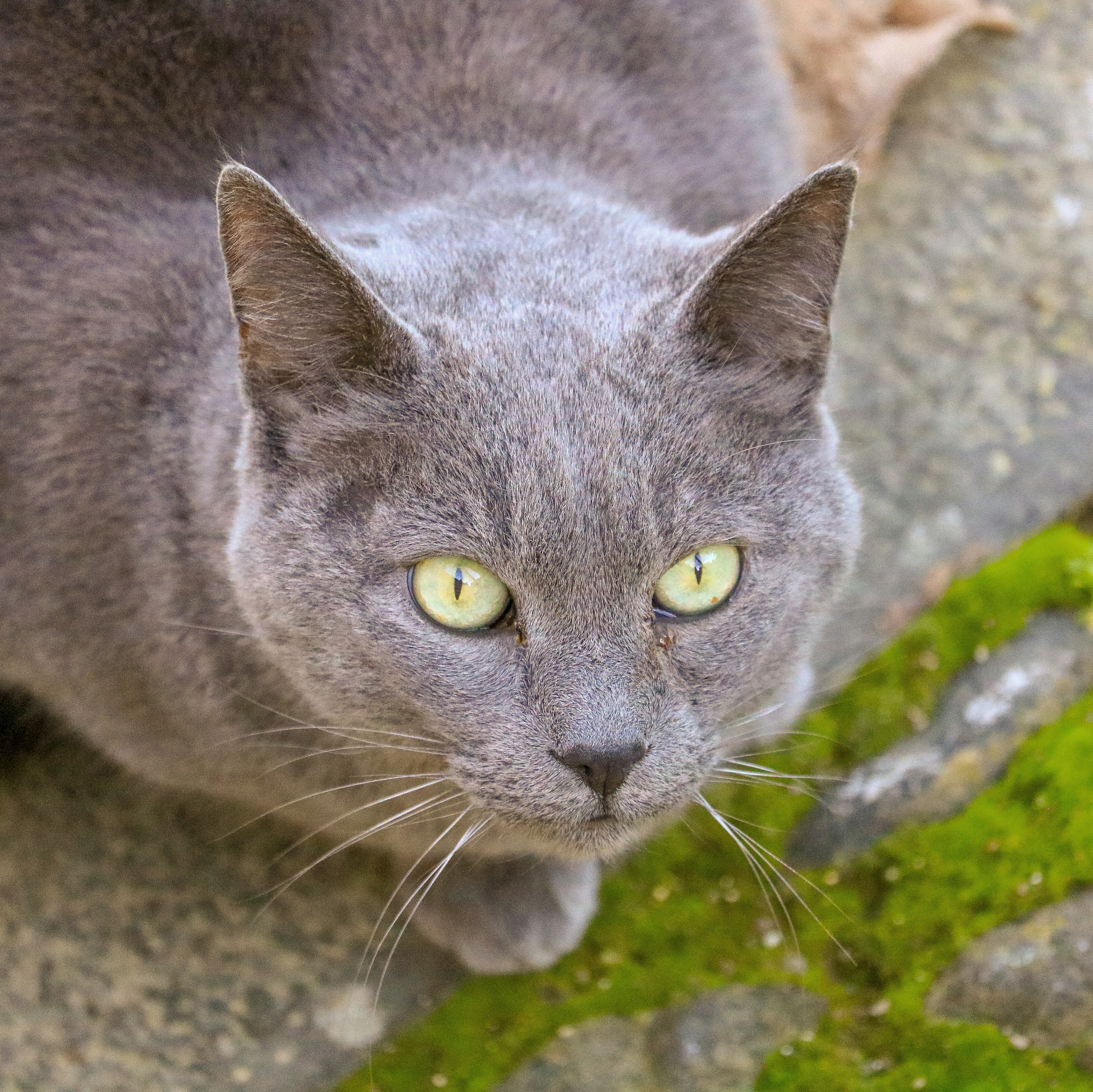 A grey cat with bright green eyes looks up.
