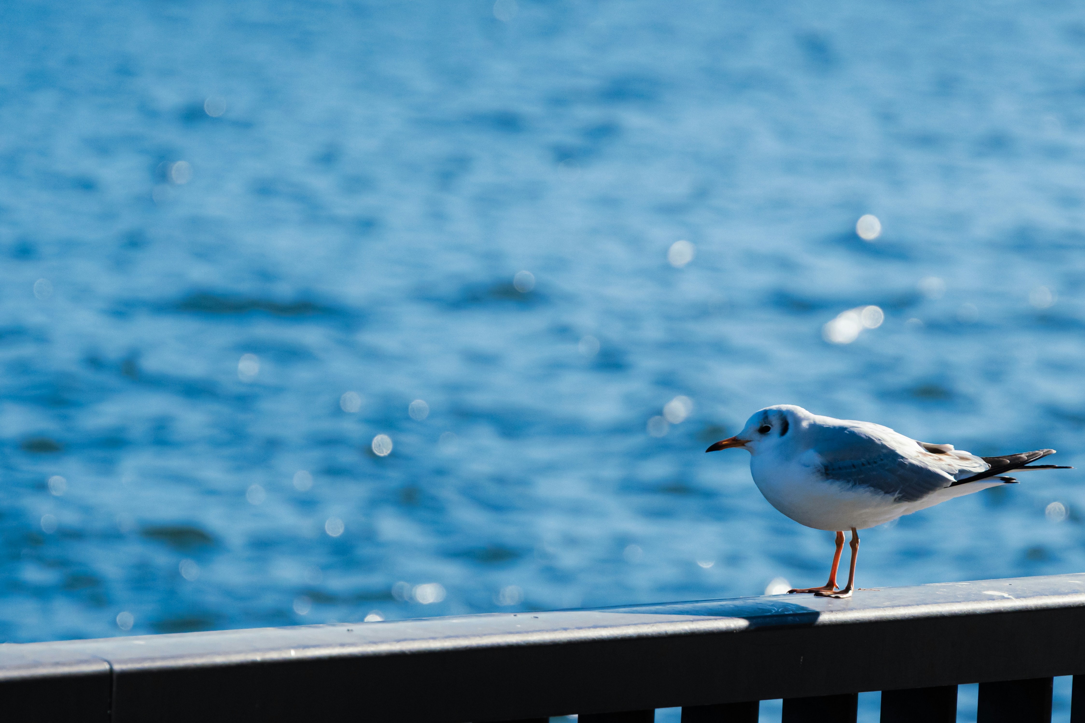 Photo by ben_is_rong