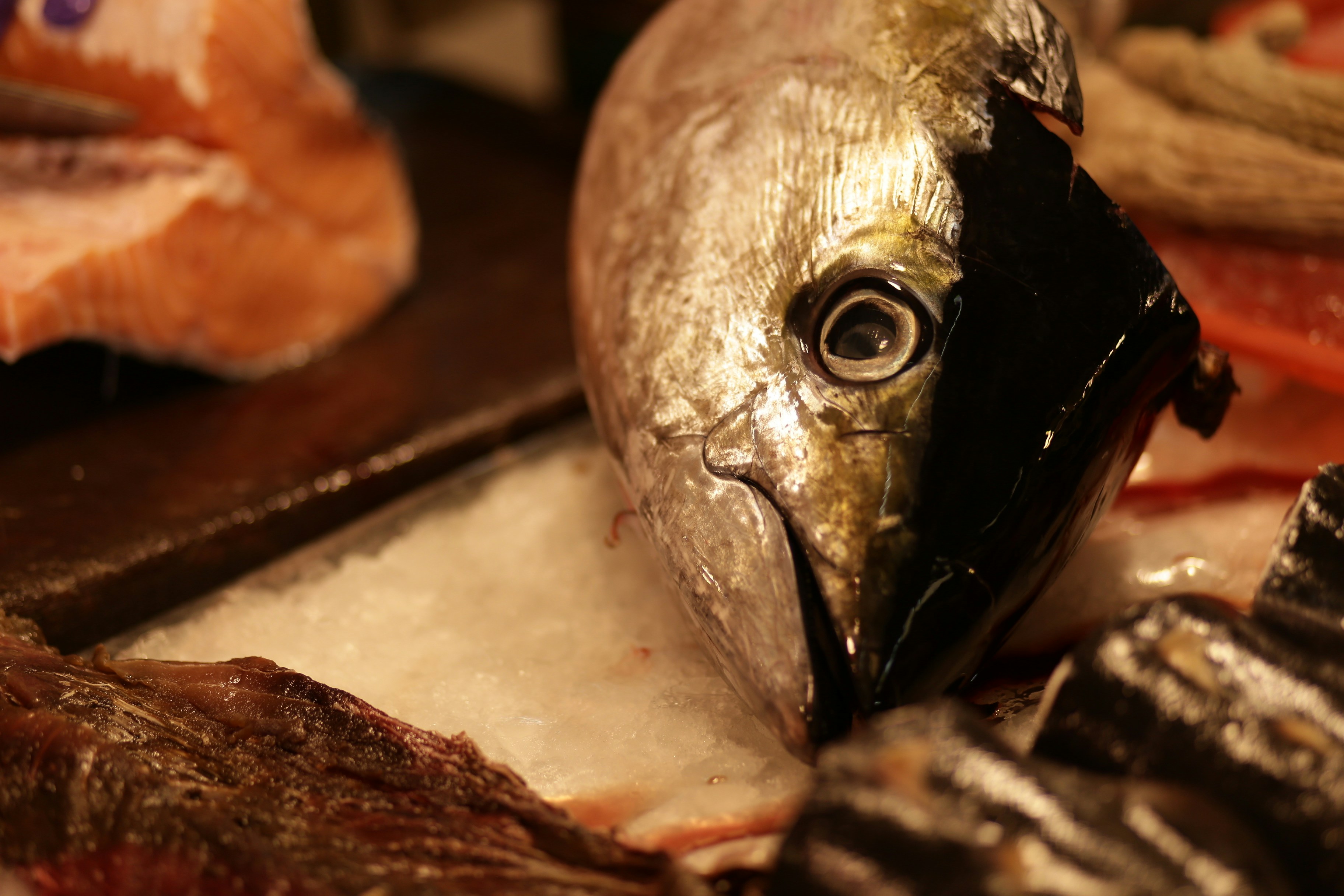 Close-up of a fish head with dark markings.