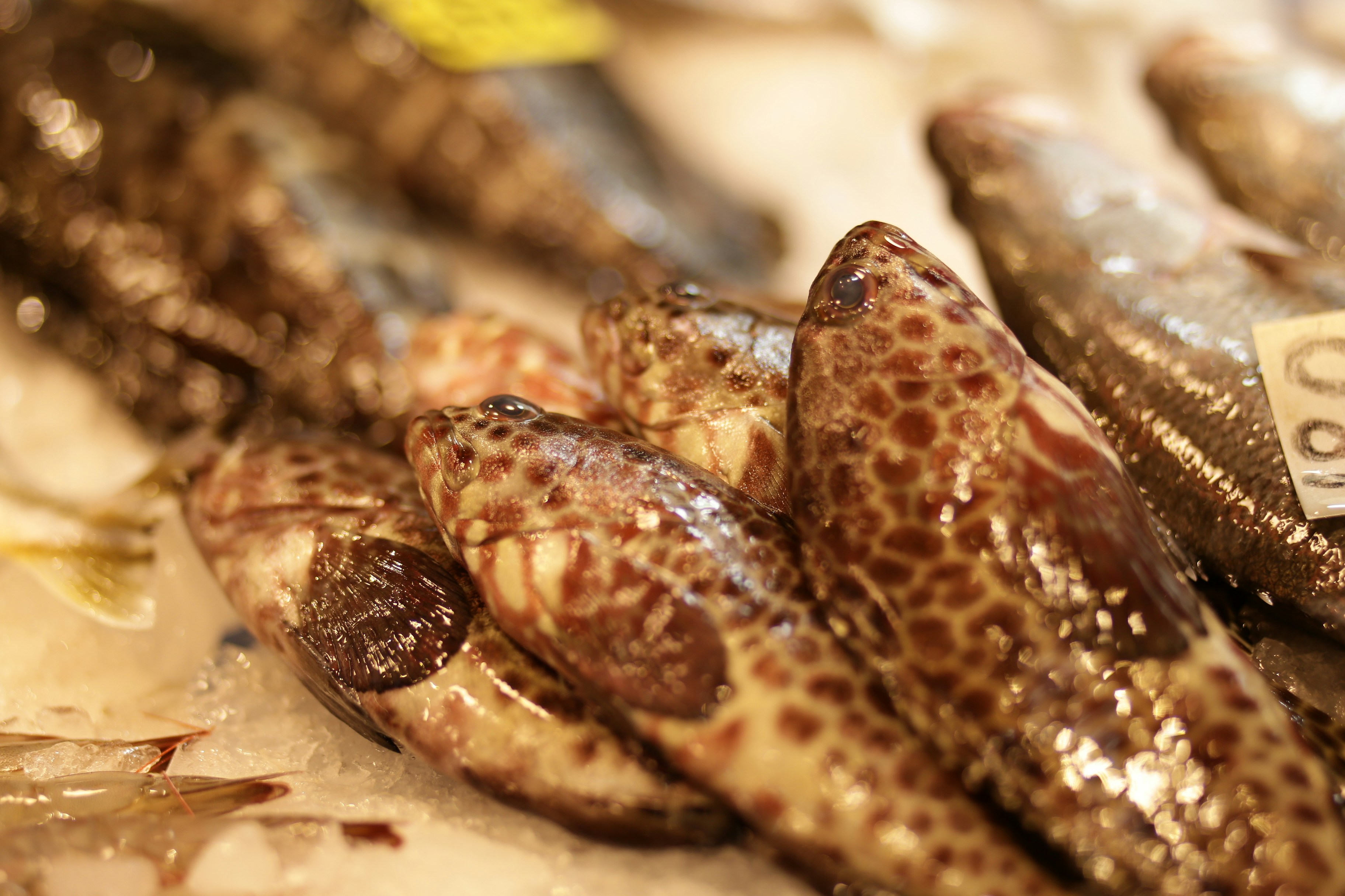 Mero Fresco: Guia Completo para Comprar Direto do Pescador