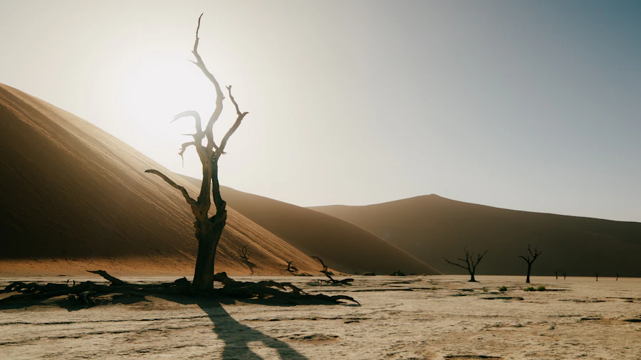 Ancient trees standing in vast desert dunes