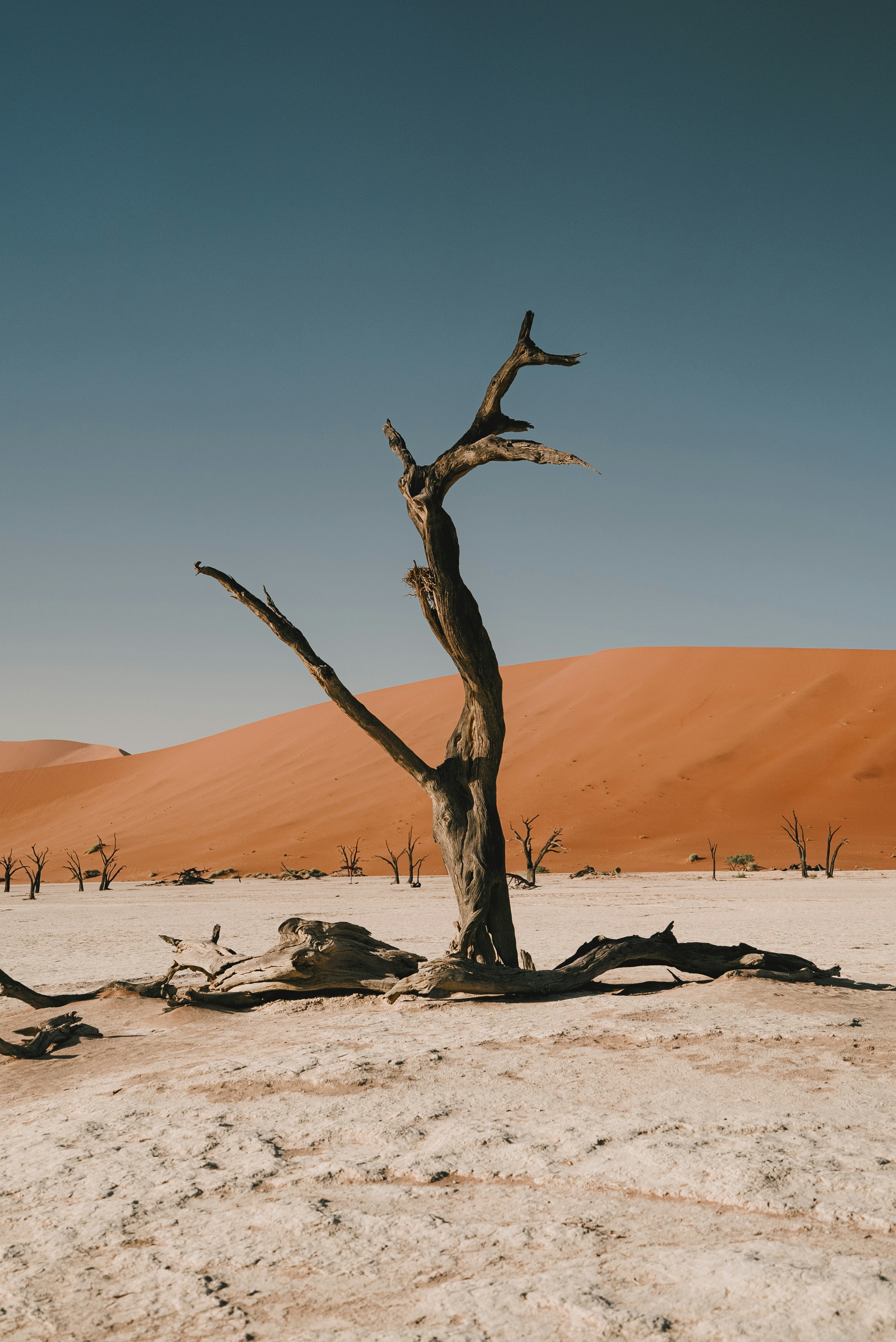 A dead tree stands in a desert landscape.