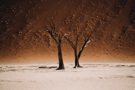 Namibie en 12 jours : désert du Namib et safari