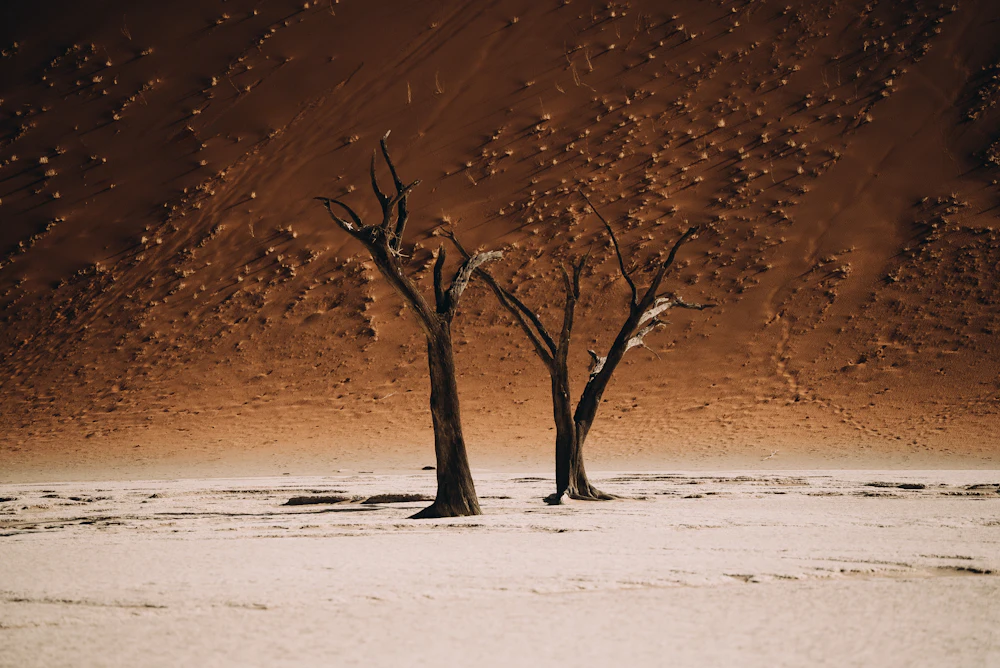 Namibie en 12 jours : désert du Namib et safari en self-drive