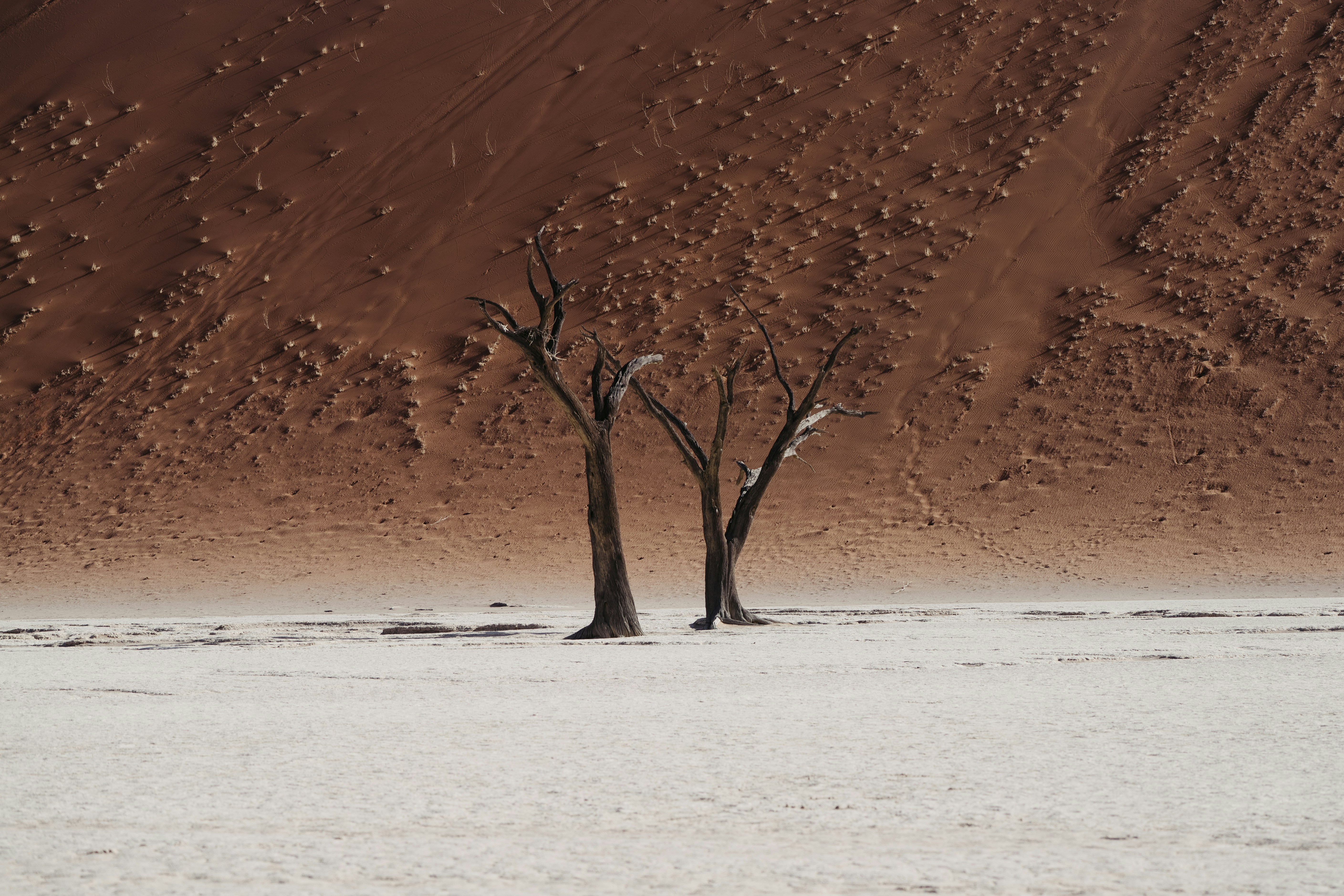 Two dead trees stand in a dry desert landscape.