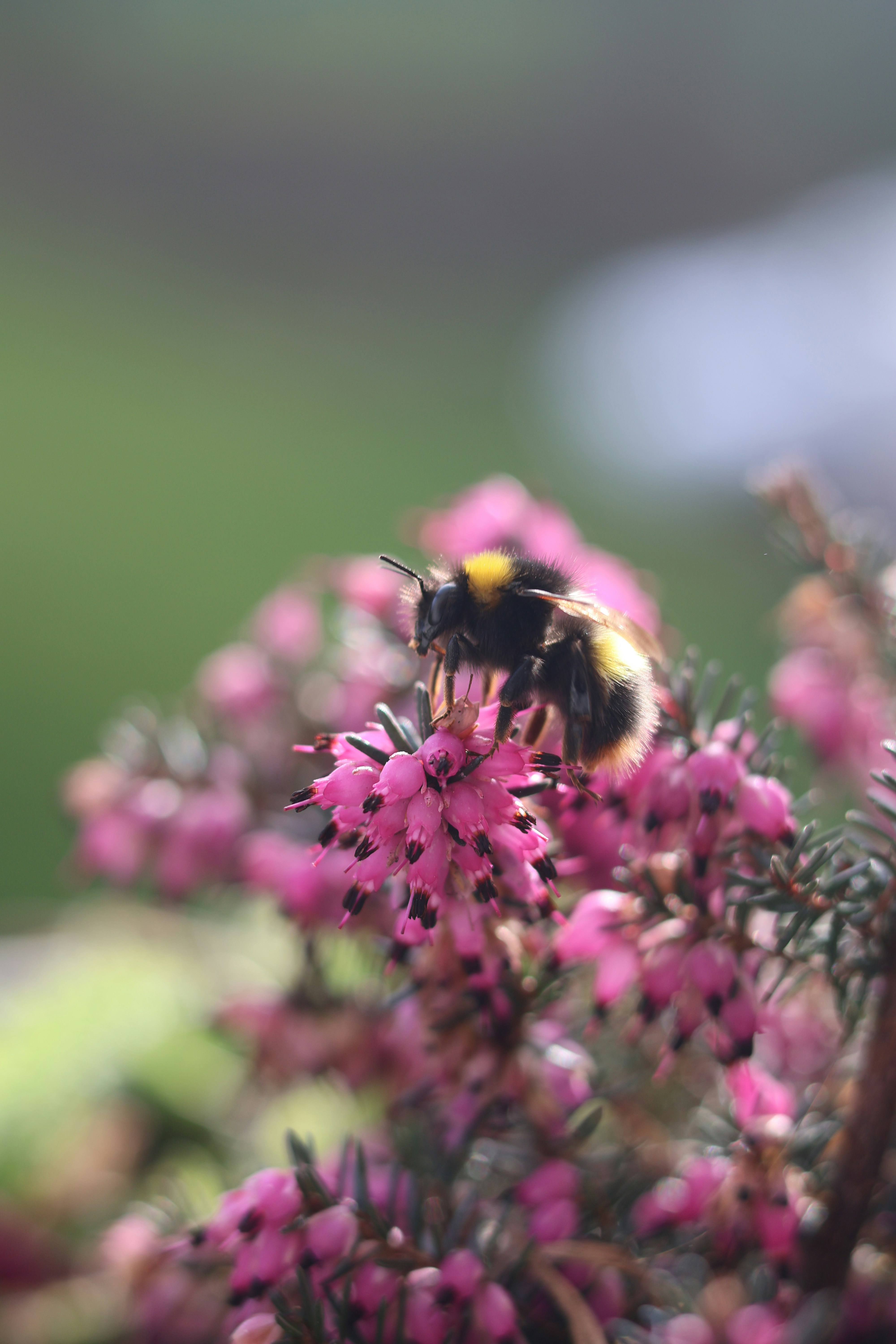 Eine Hummel auf einer rosa Heidekraut