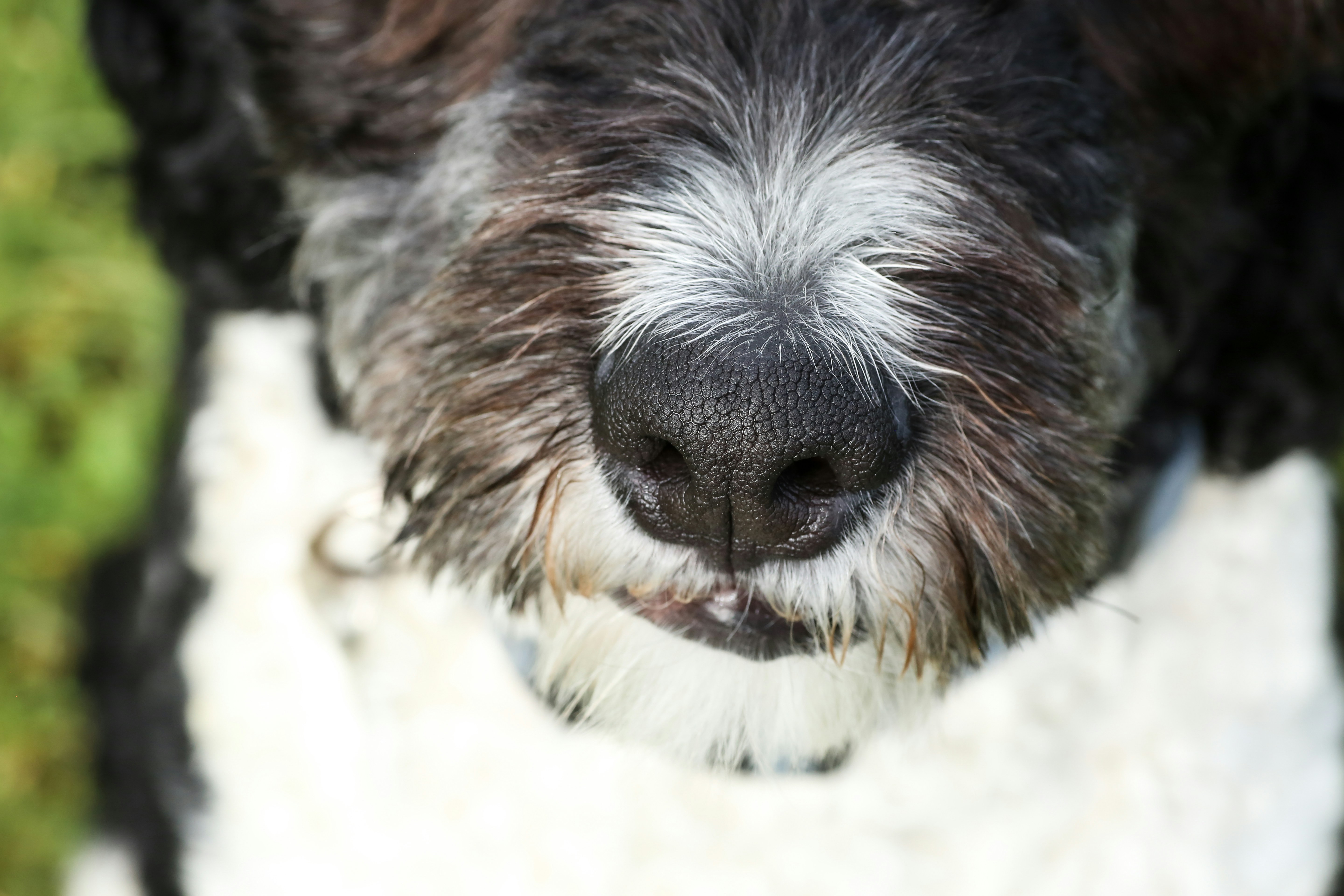 Photo by giorgiotrovato