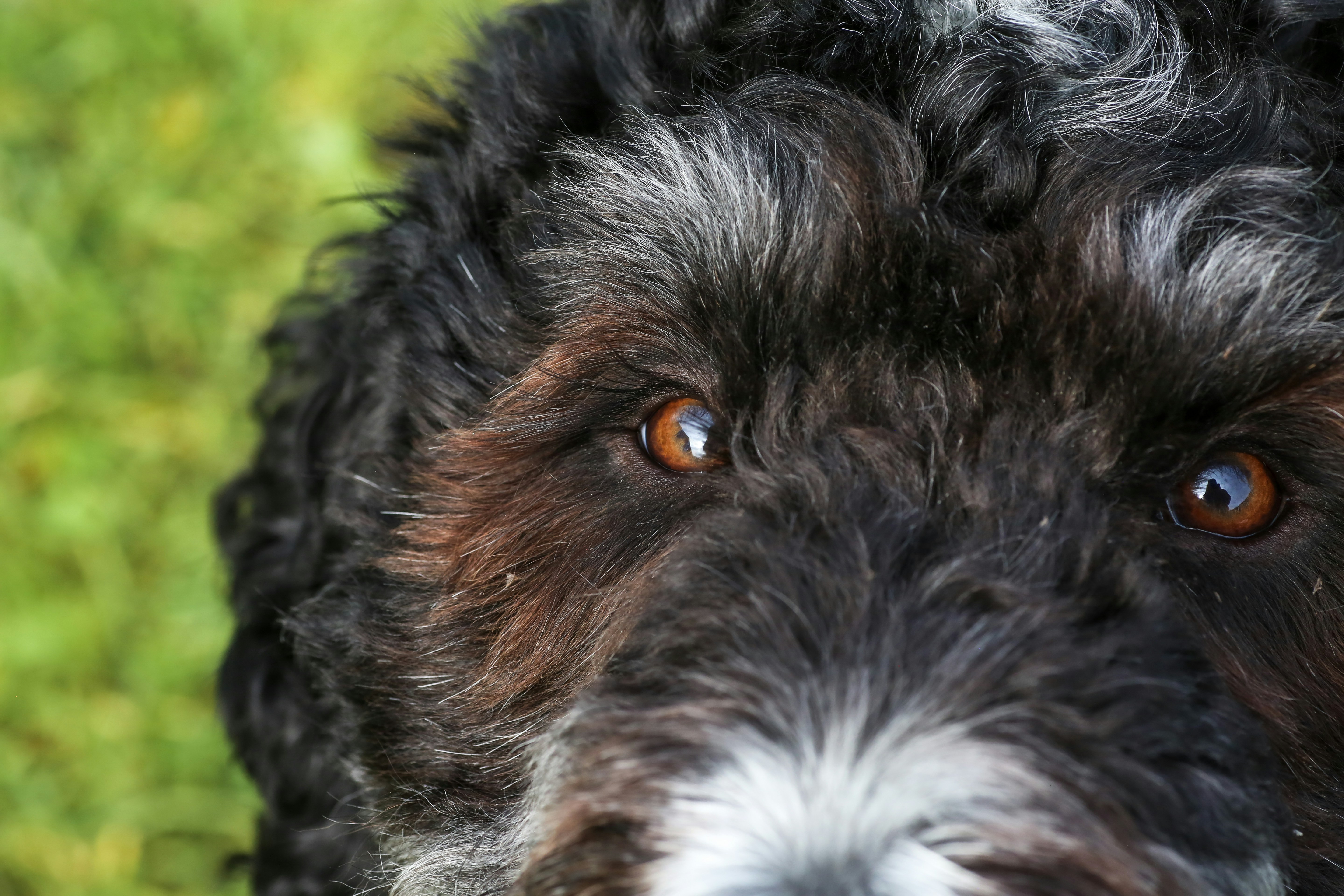 흑백 개 얼굴 클로즈업.