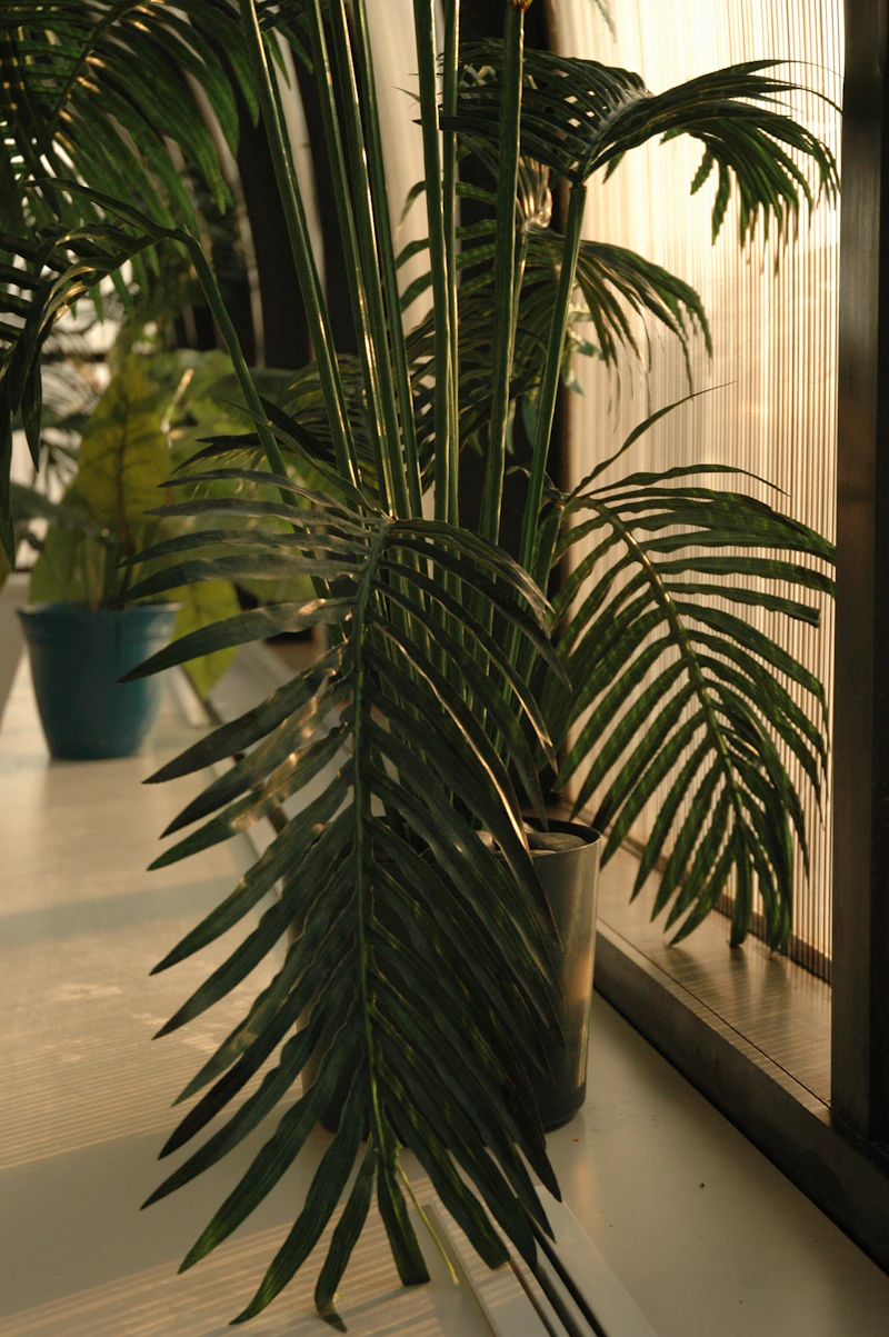 Poor Airflow — Weak Stems & Disease Pressure