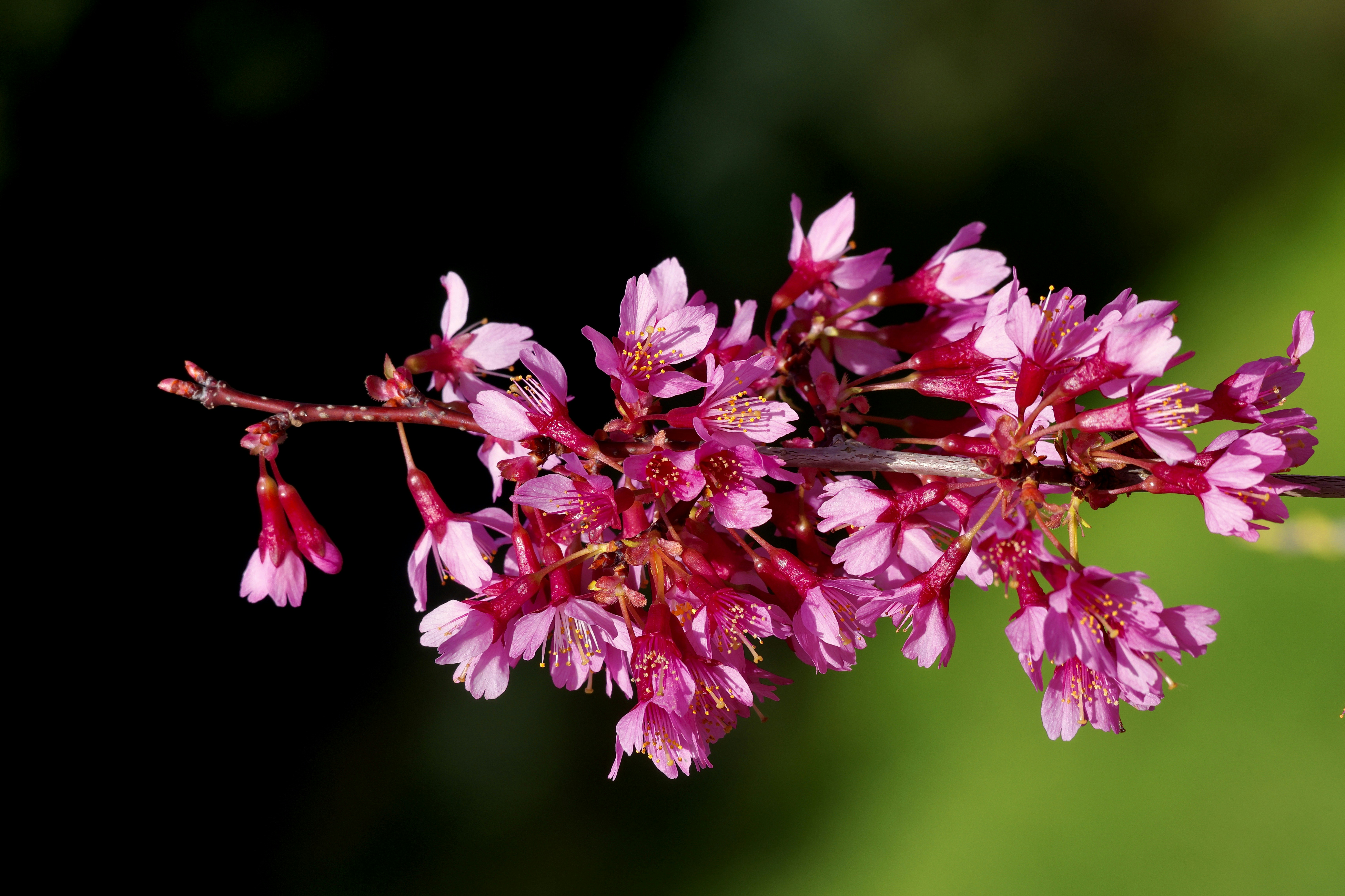 Pink cherry blossoms on a dark background